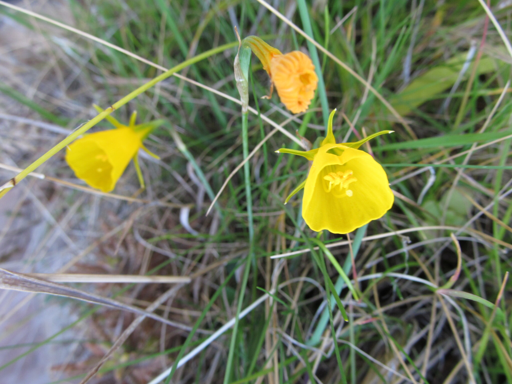 Photo of hoop-petticoat daffodil (3/12)