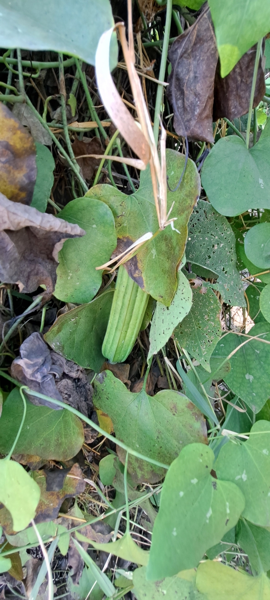 Photo of Brazilian Dutchman's Pipe (4/15)
