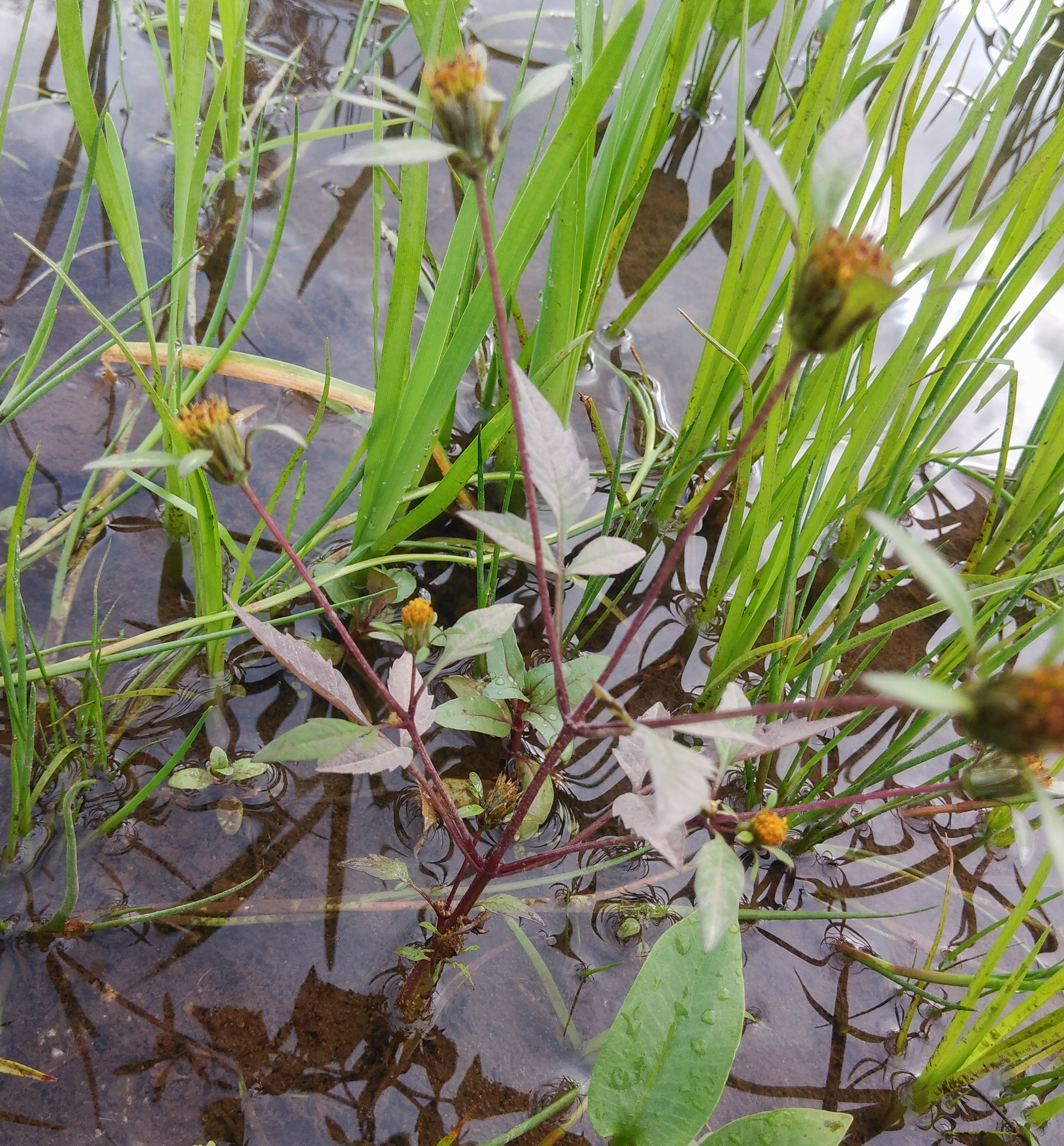 Photo of Devil's Beggarticks (10/11)