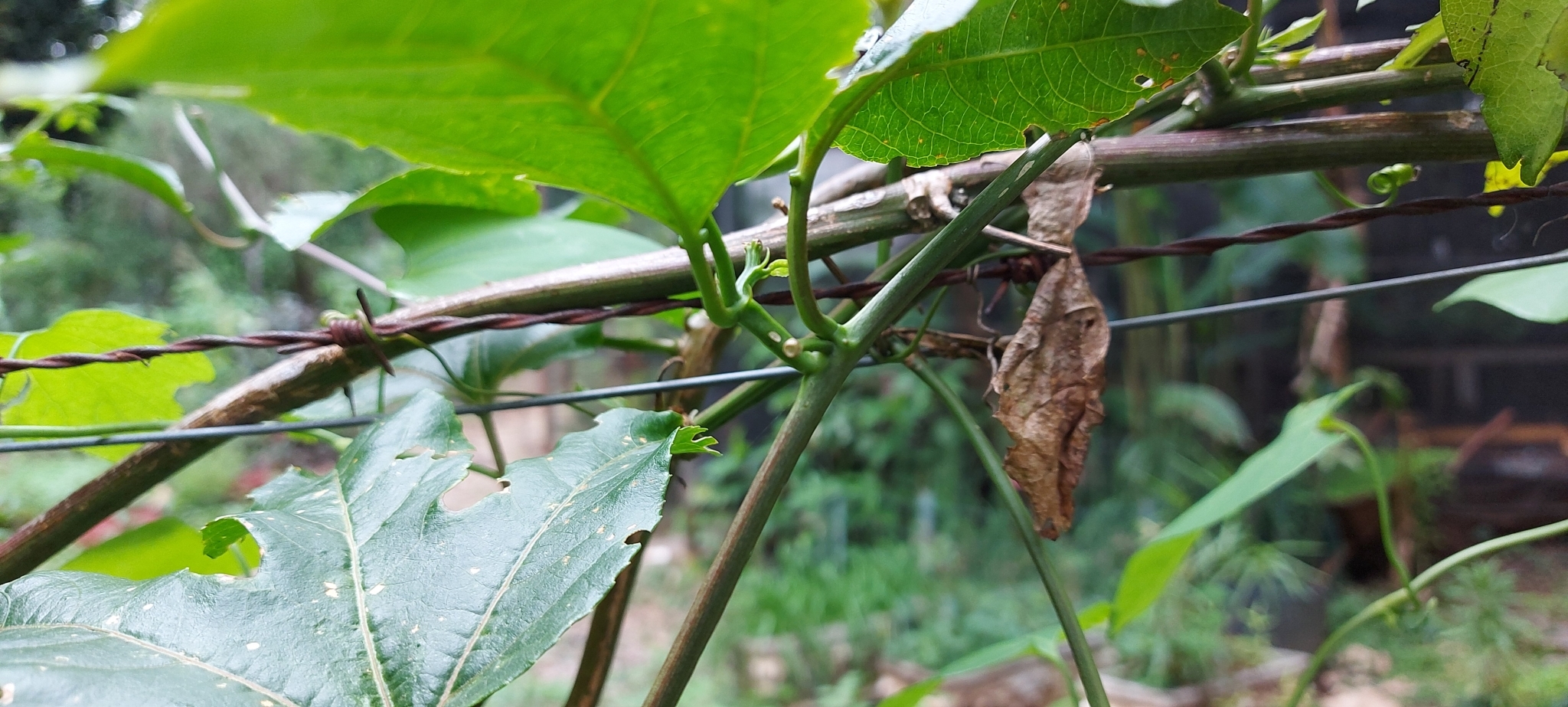 Photo of Yellow passionfruit (3/12)