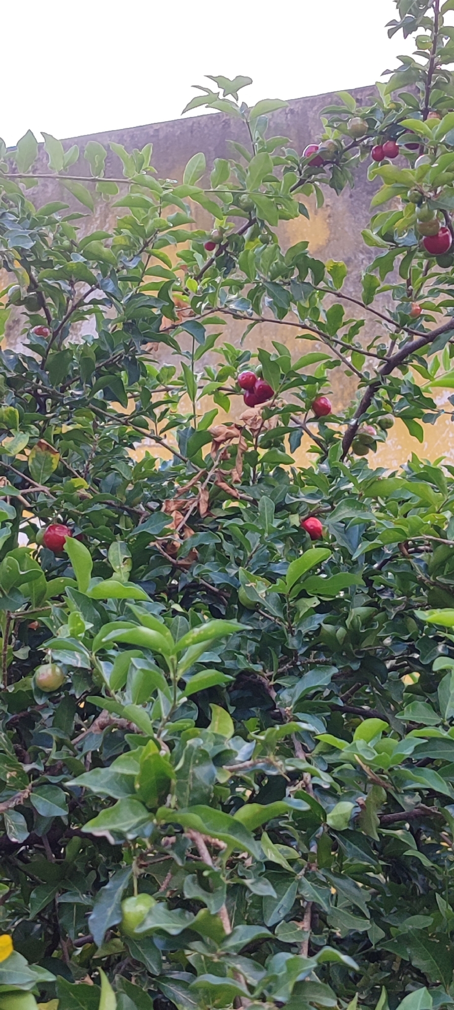 Photo of Acerola (9/9)