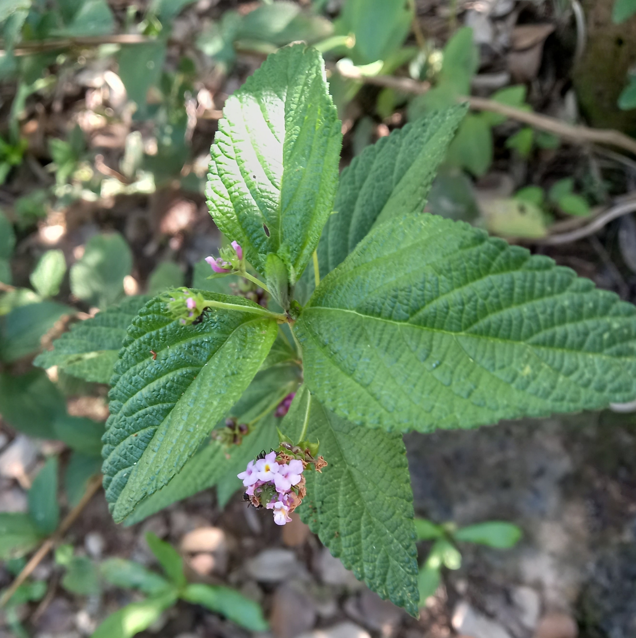 Photo of Ternate Lantana (9/11)