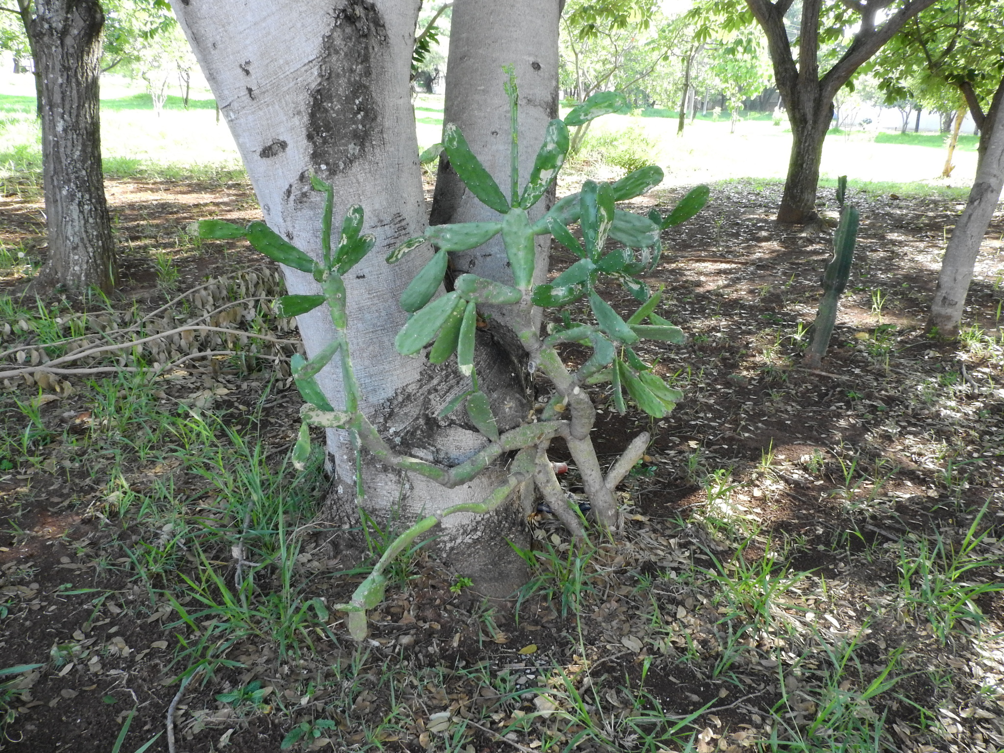 Photo of Cochineal Nopal Cactus (3/12)