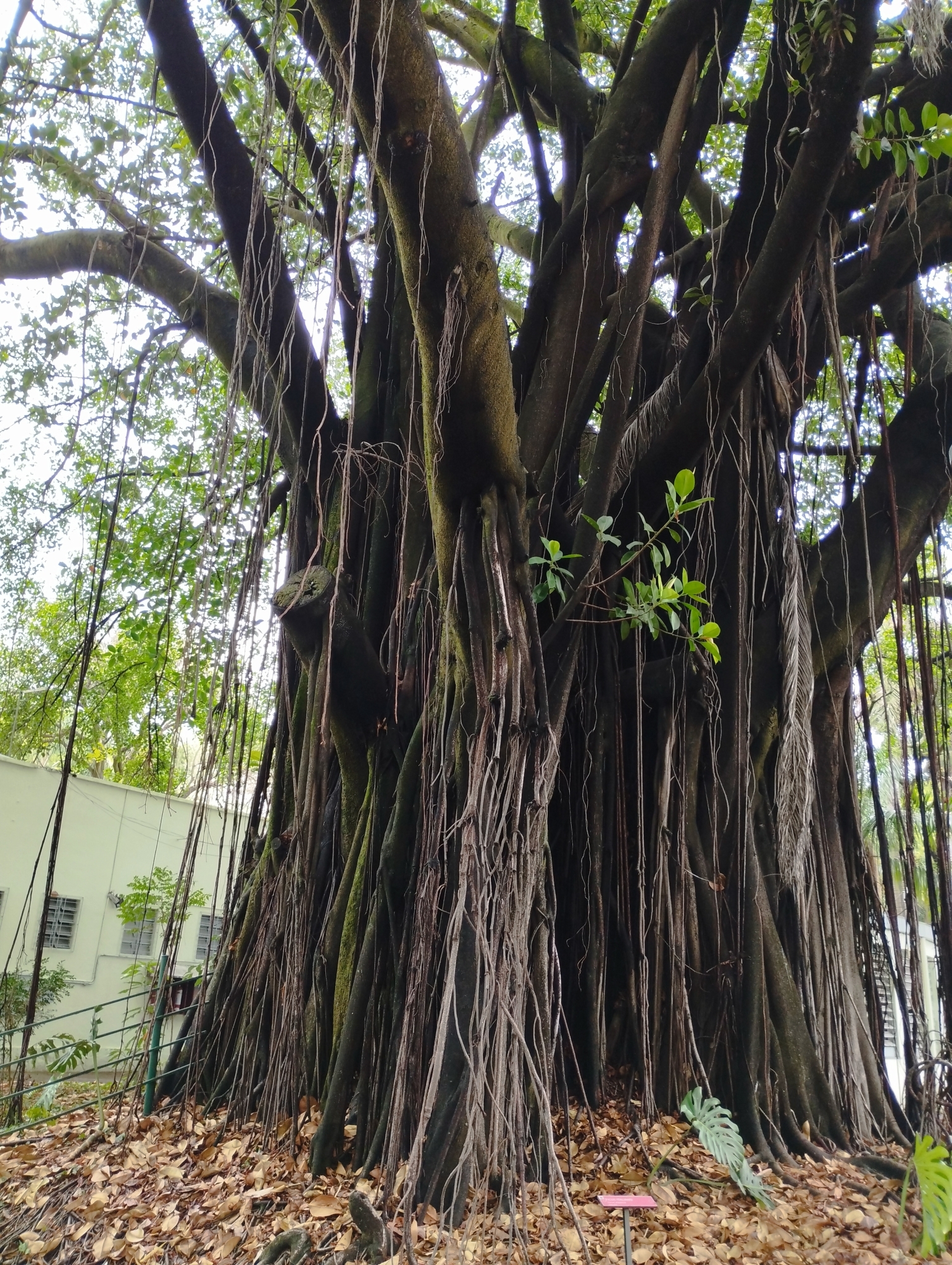Photo of rubber plant (7/10)