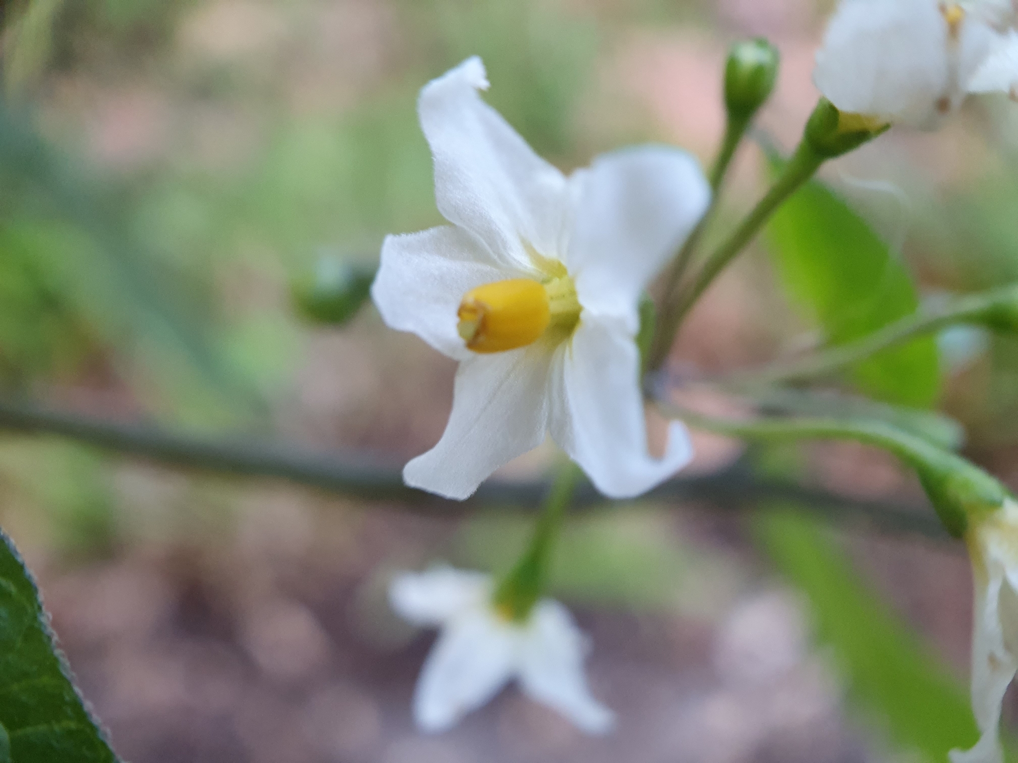 Photo of black nightshade (7/8)