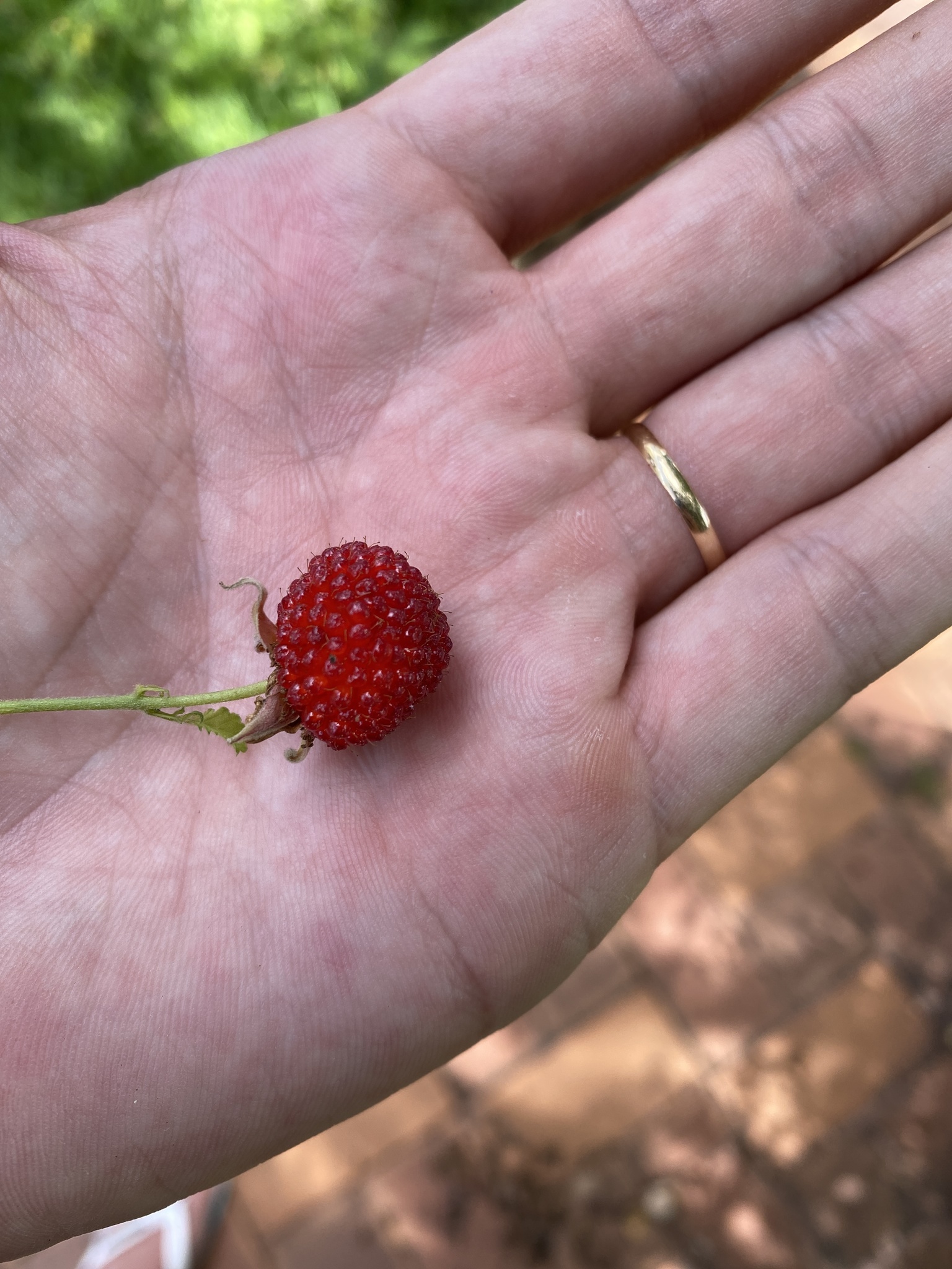 Photo of roseleaf bramble (9/10)