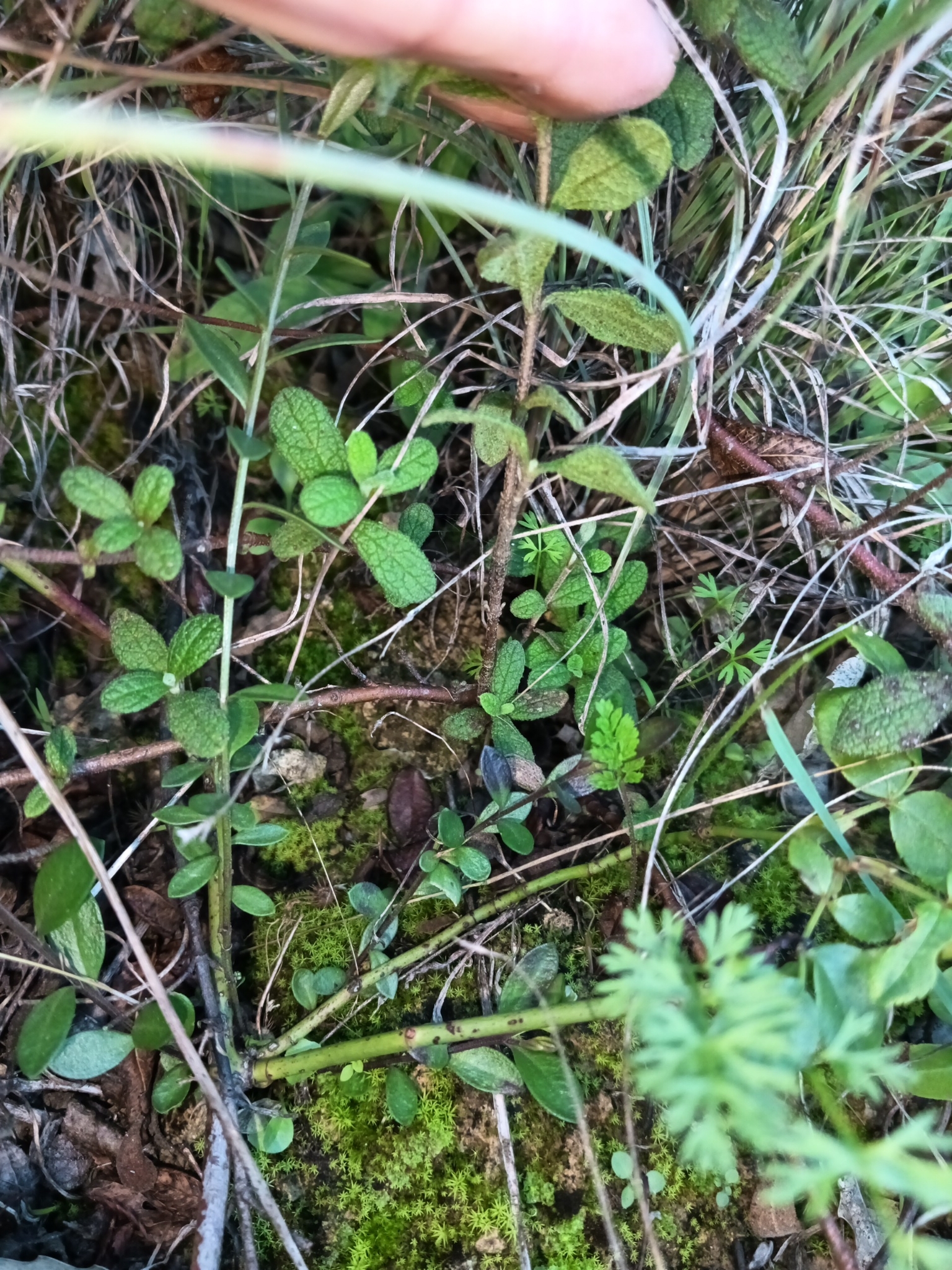 Photo of Common Milkwort (6/8)