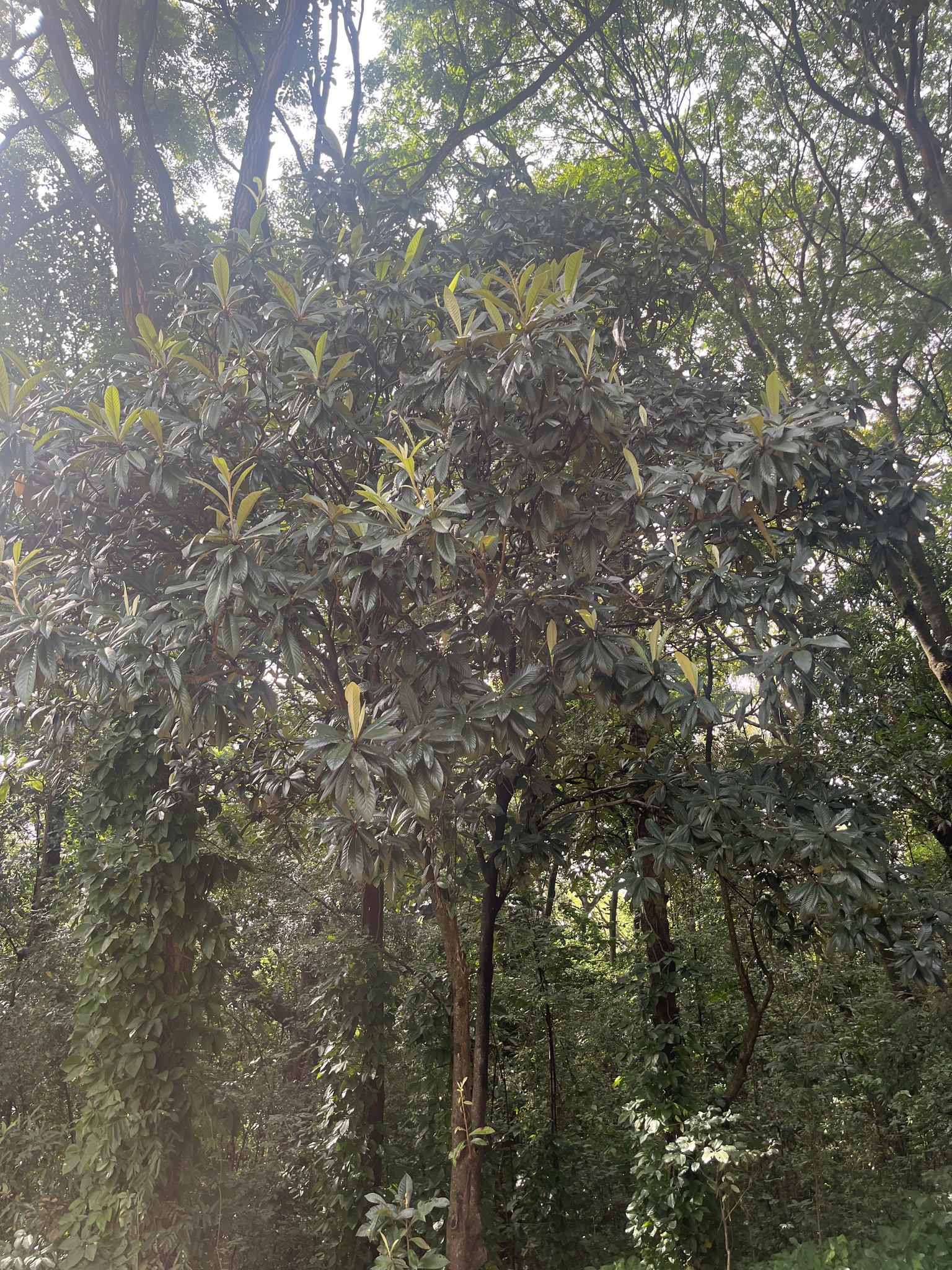Photo of Loquat (1/8)