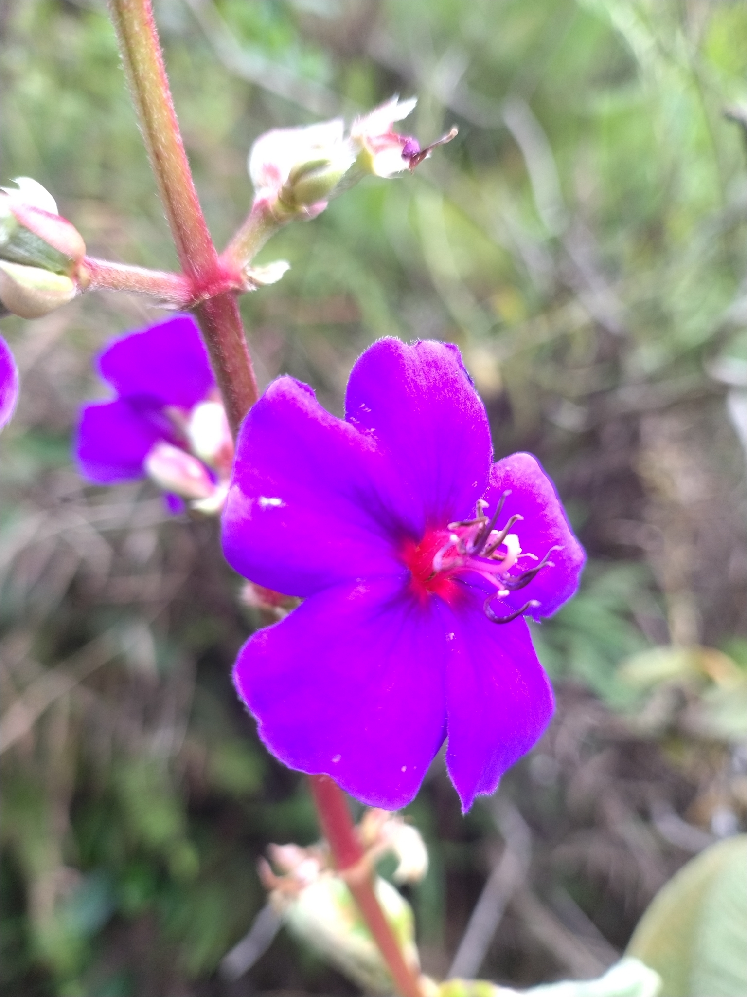 Photo of silverleafed princess flower (6/7)