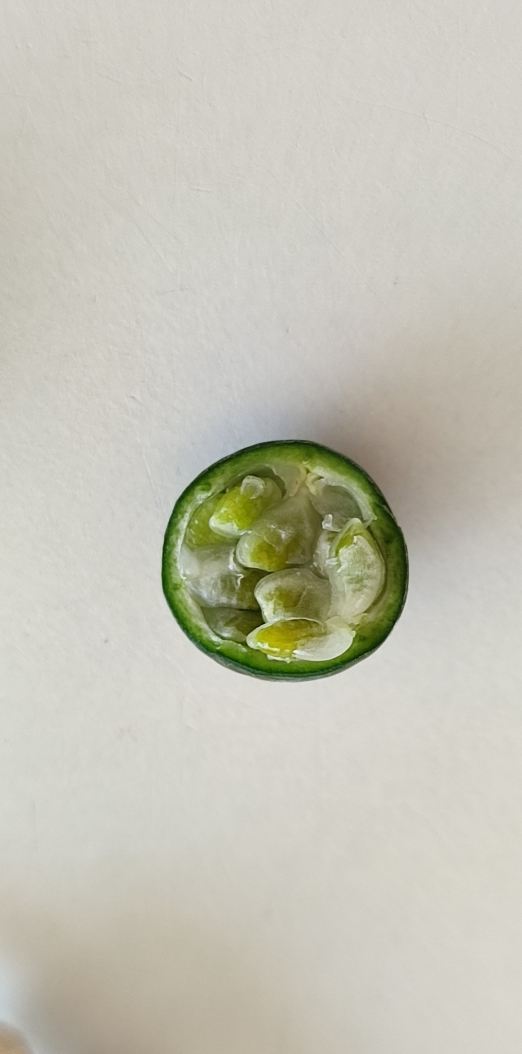 Photo of Passiflora pohlii (7/12)