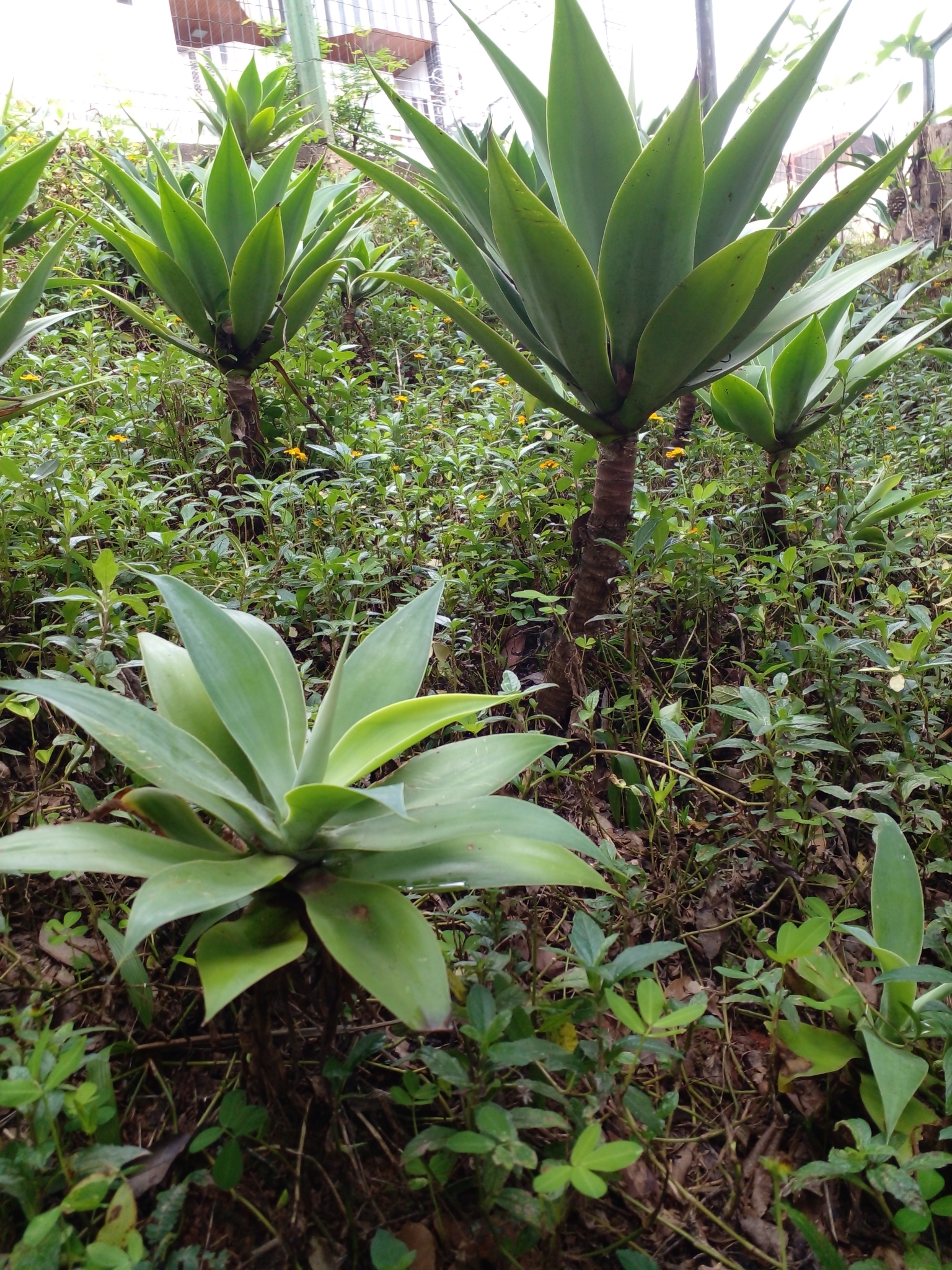 Photo of Swan-neck Agave (8/12)