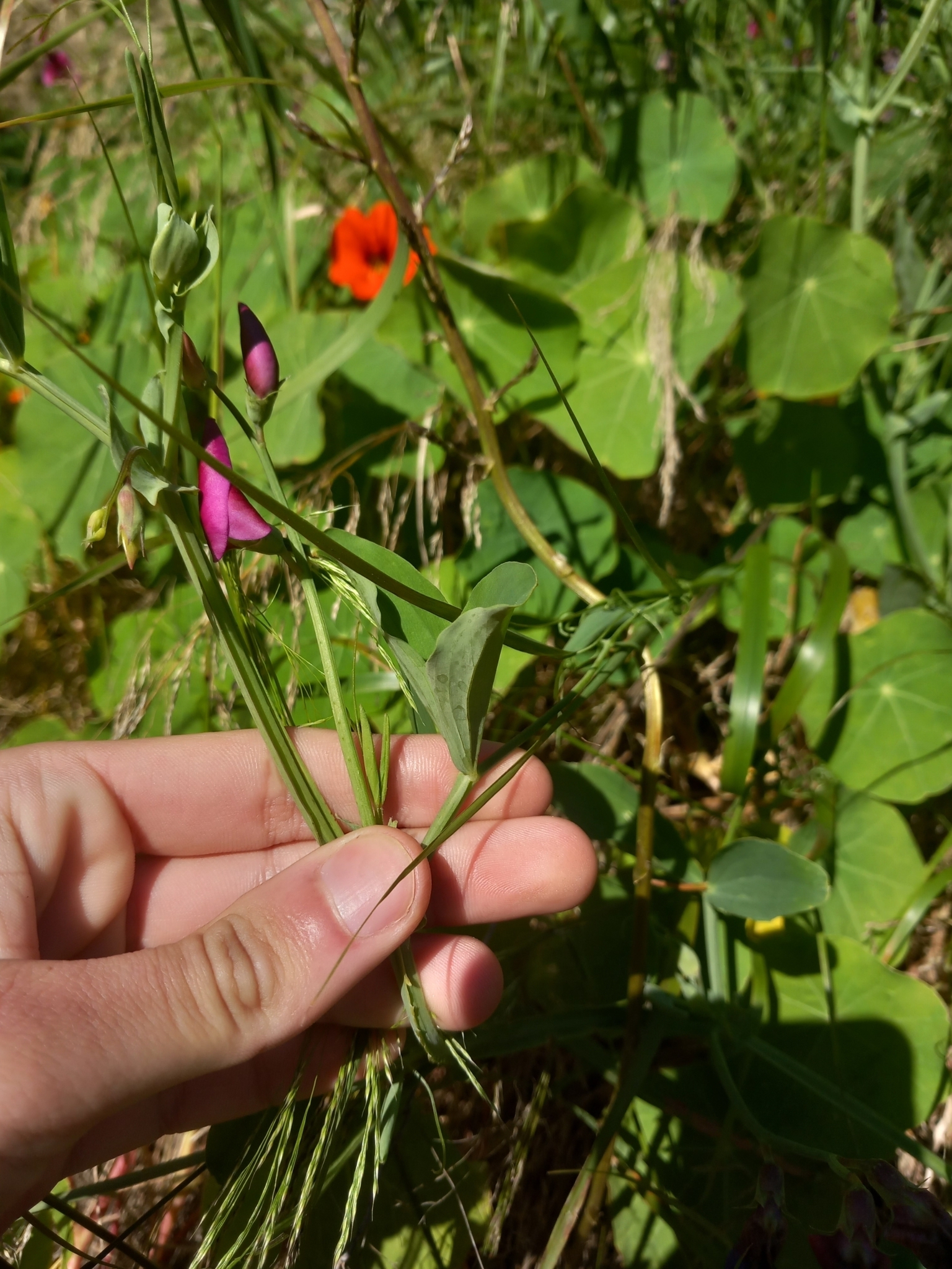 Photo of Tangier Pea (6/12)