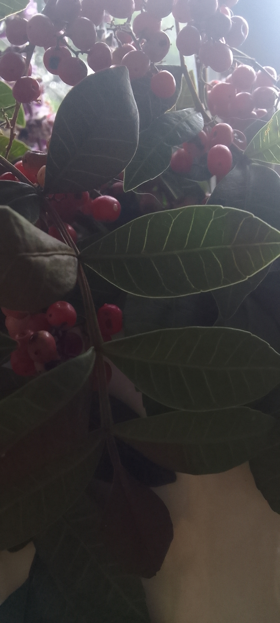 Photo of Brazilian pepper (1/12)