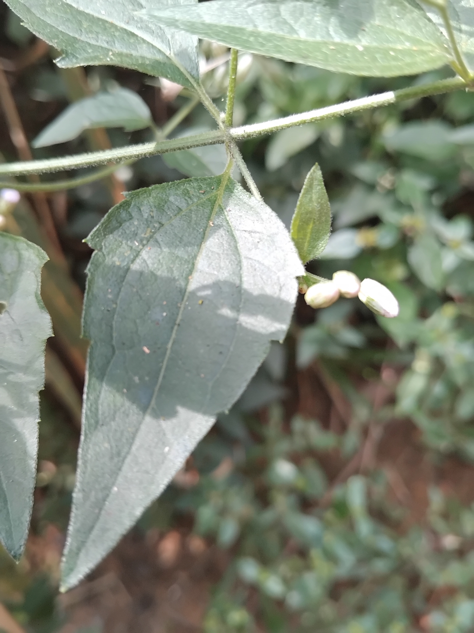 Photo of Siam weed (5/9)