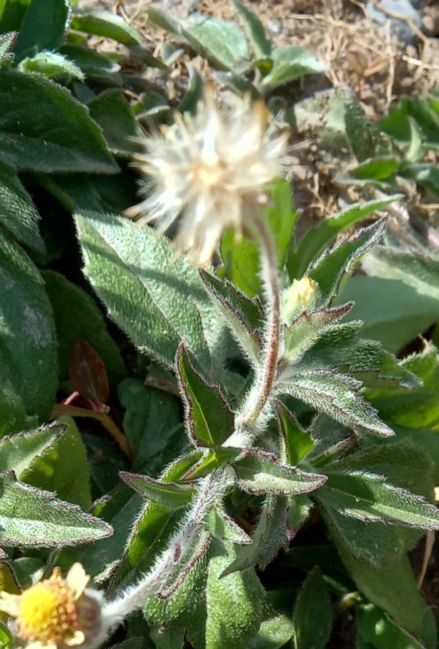 Photo of Tridax Daisy (5/12)
