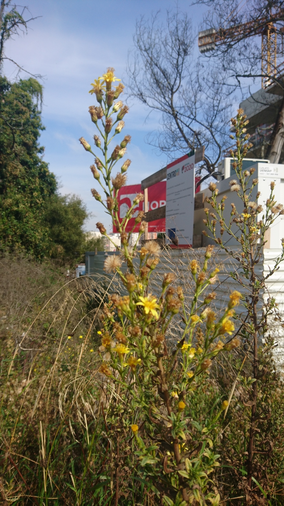 Photo of false yellowhead (1/12)