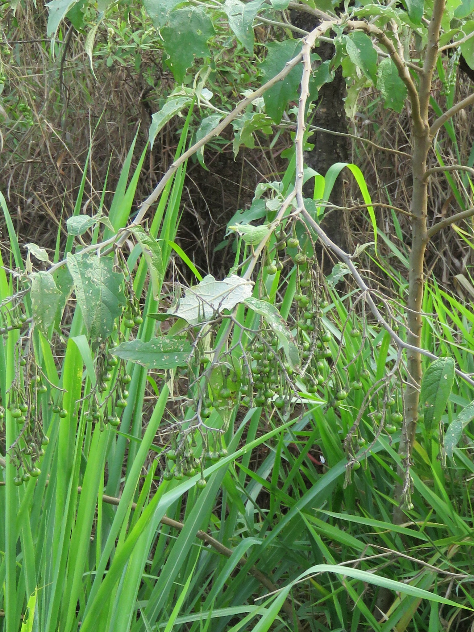 Photo of Solanum paniculatum (1/12)