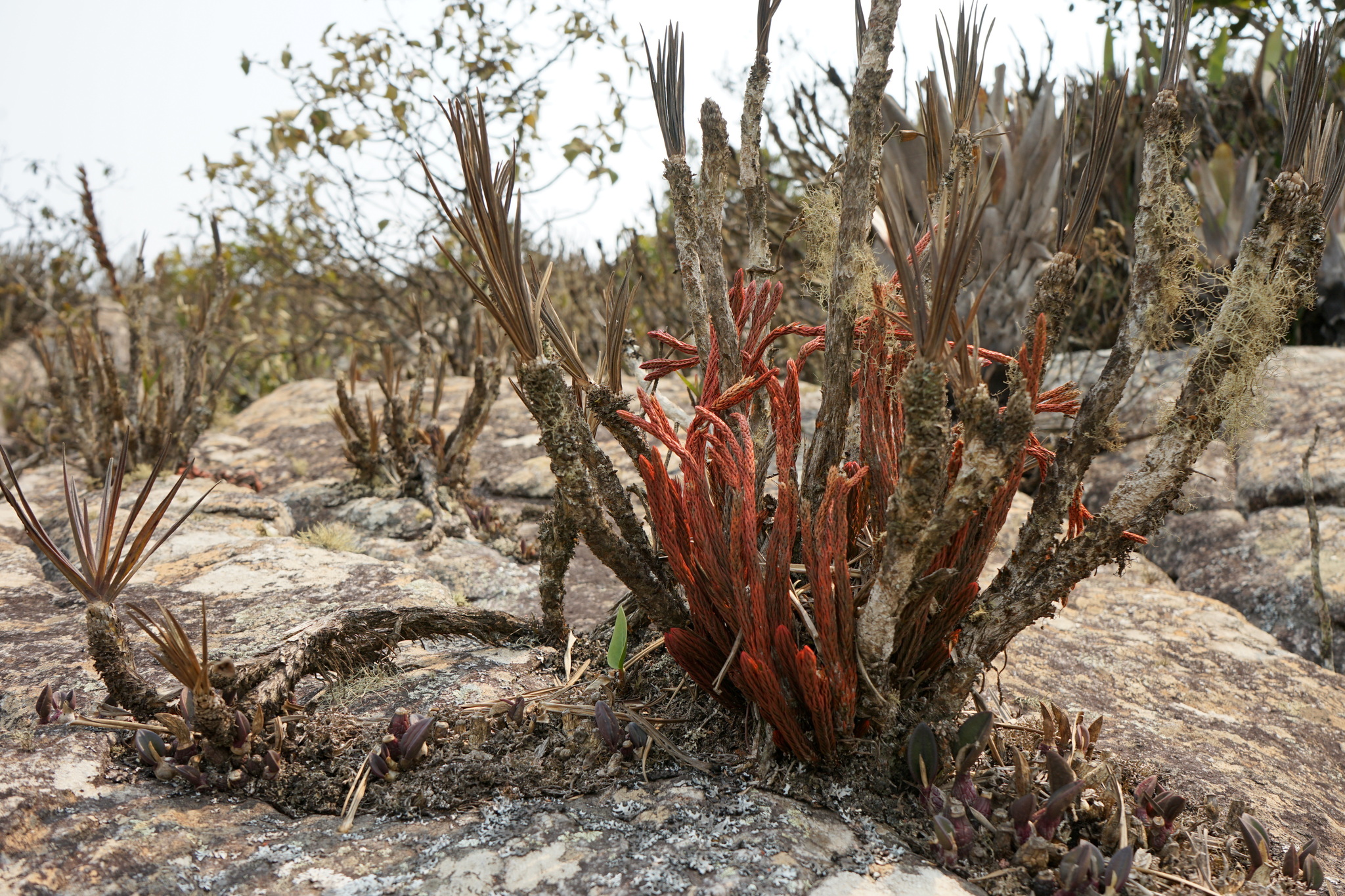 Photo of Phlegmariurus ruber (12/12)