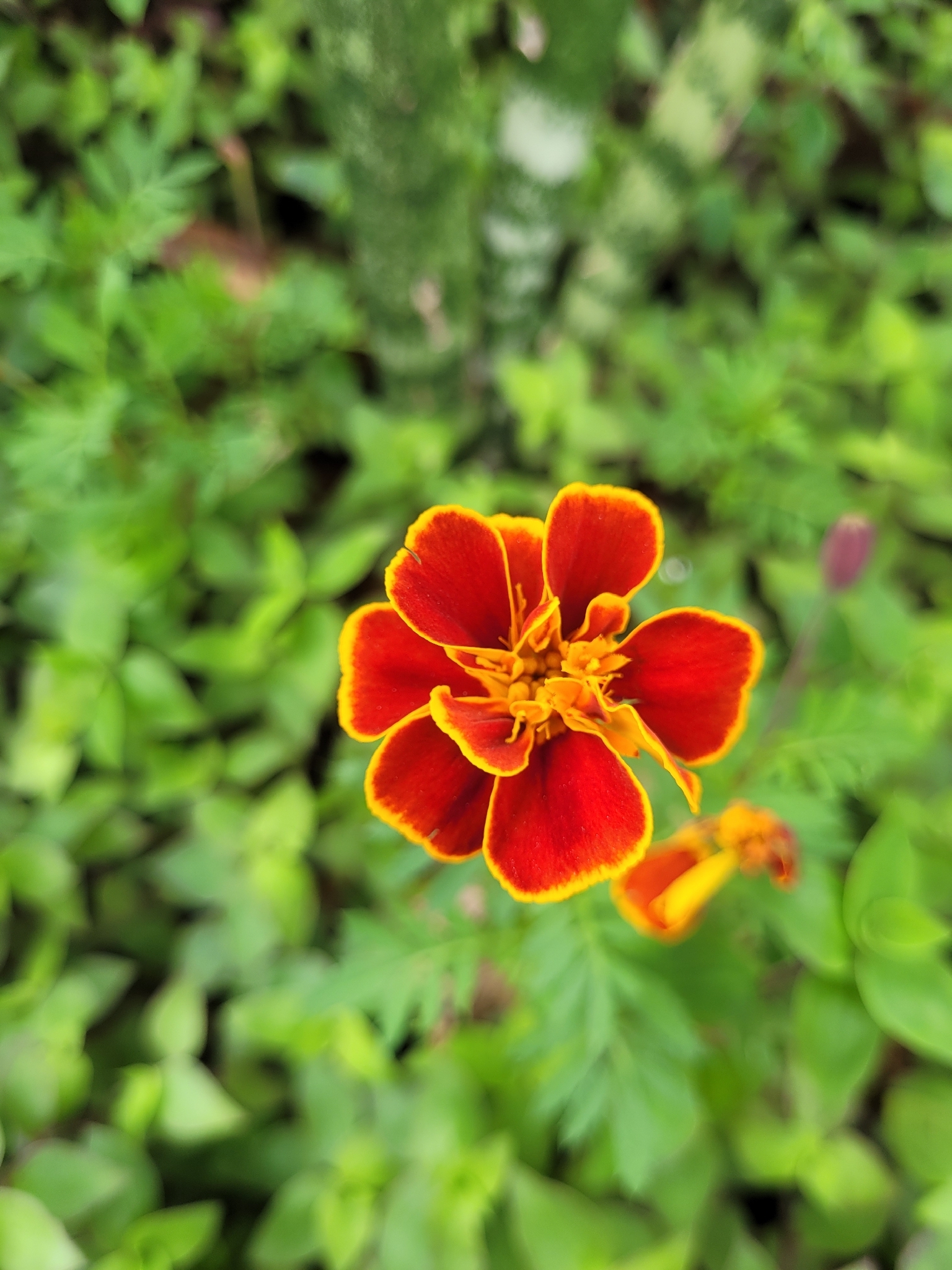 Photo of French marigold (1/8)