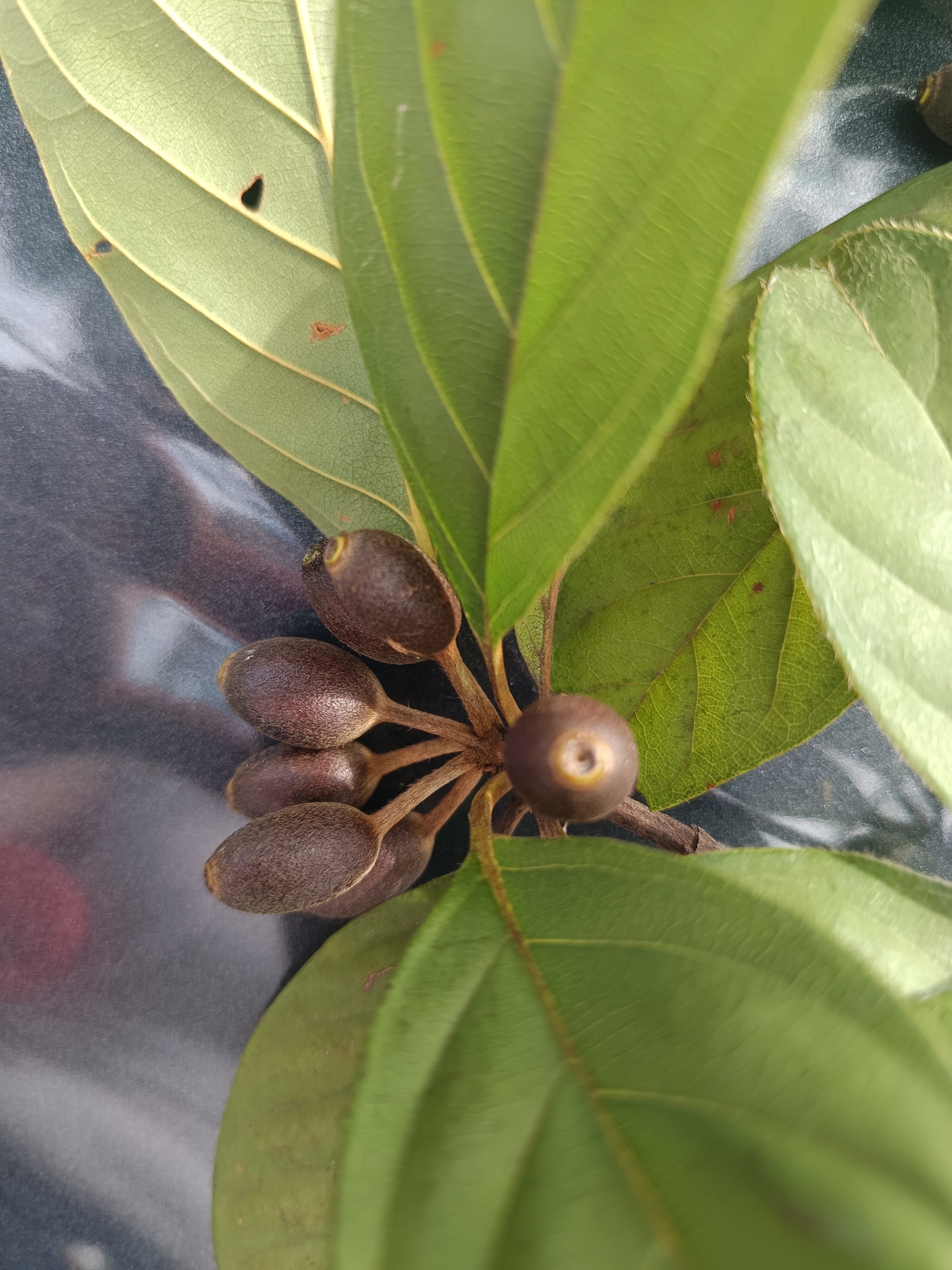 Photo of Amaioua guianensis (8/9)