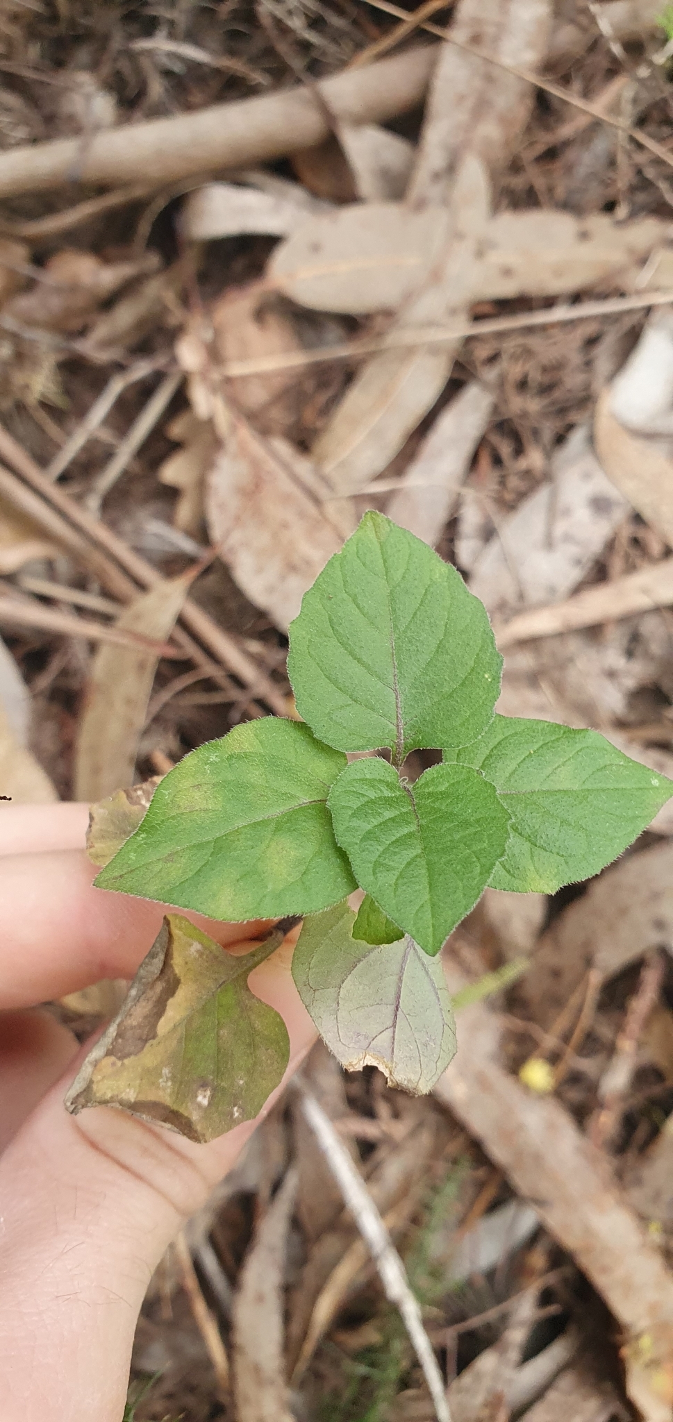 Photo of black nightshade (11/12)