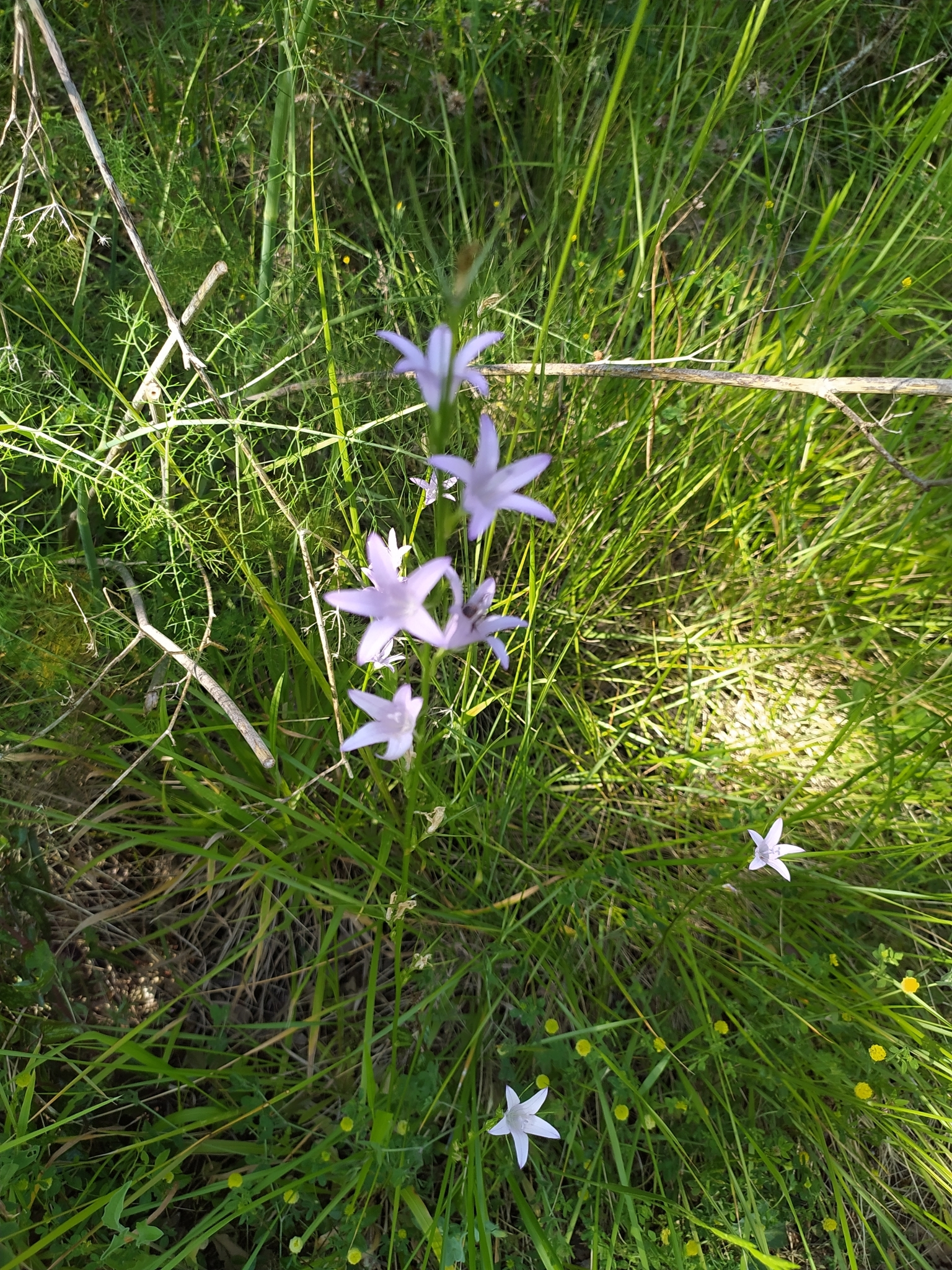 Photo of Rampion (2/12)
