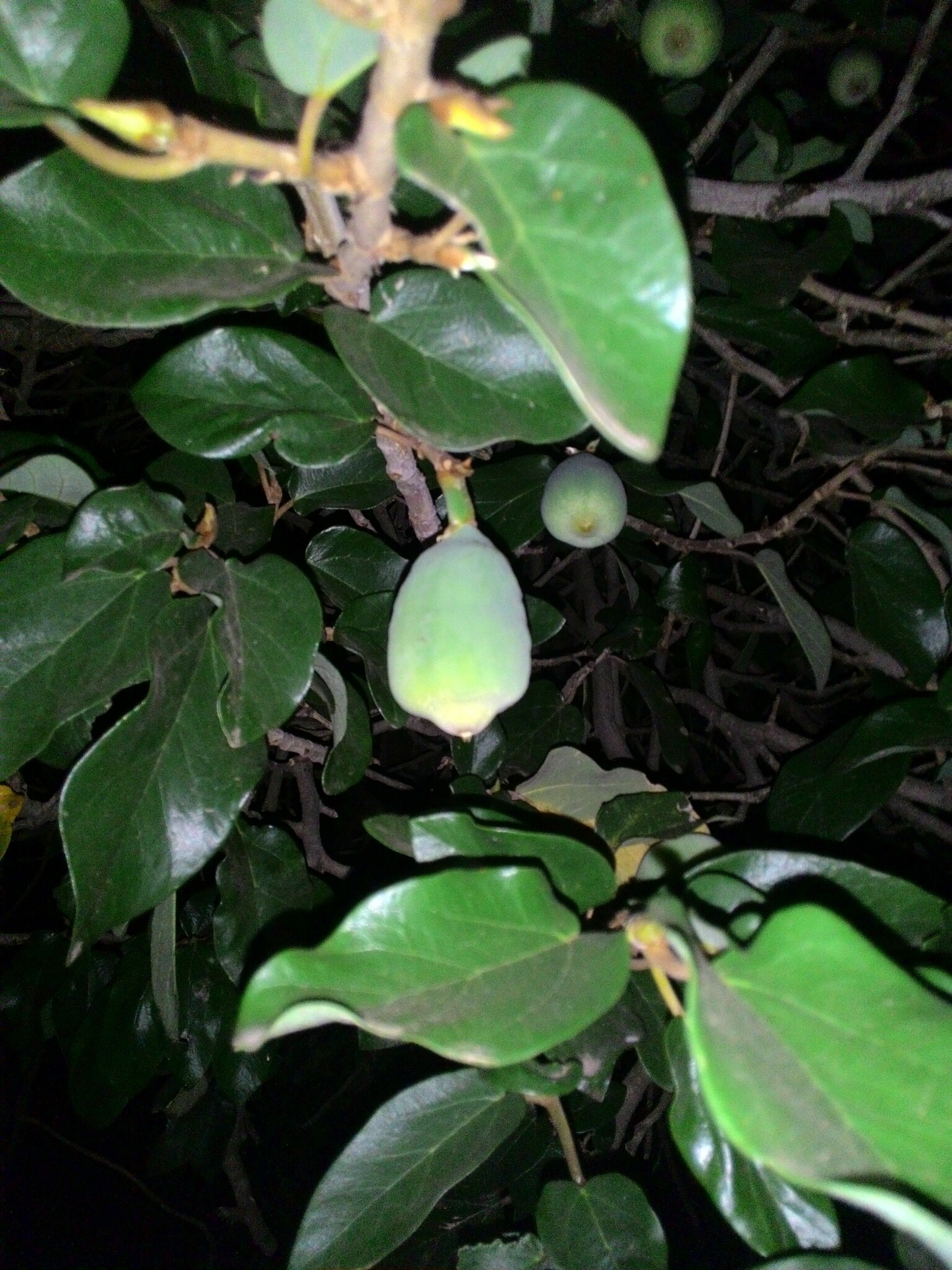 Photo of Climbing fig (6/6)