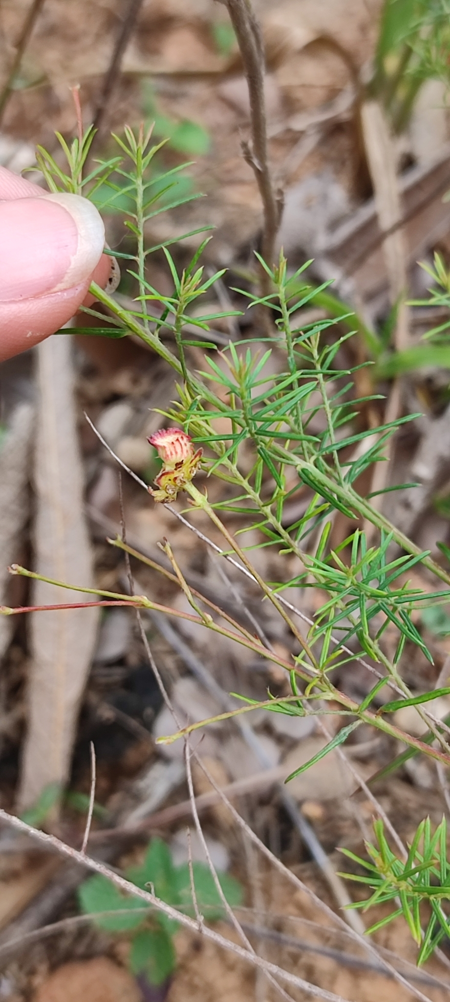 Photo of Camarea ericoides (6/8)