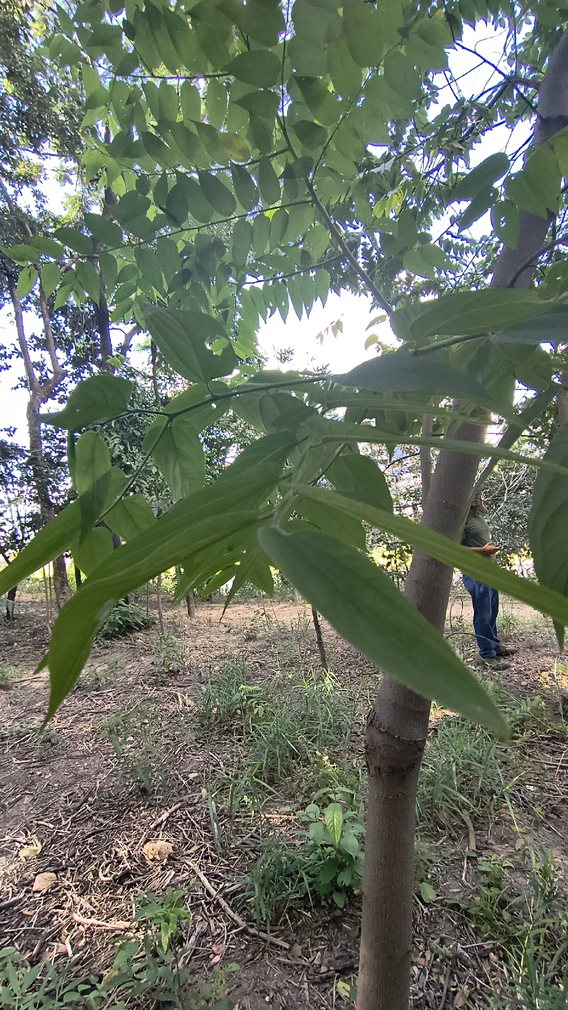 Photo of Nettletree (4/12)