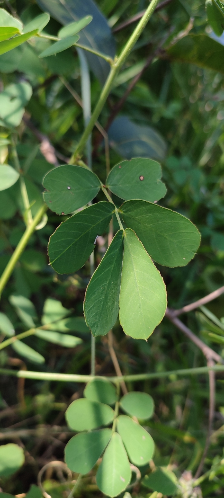 Photo of American Sicklepod (5/12)