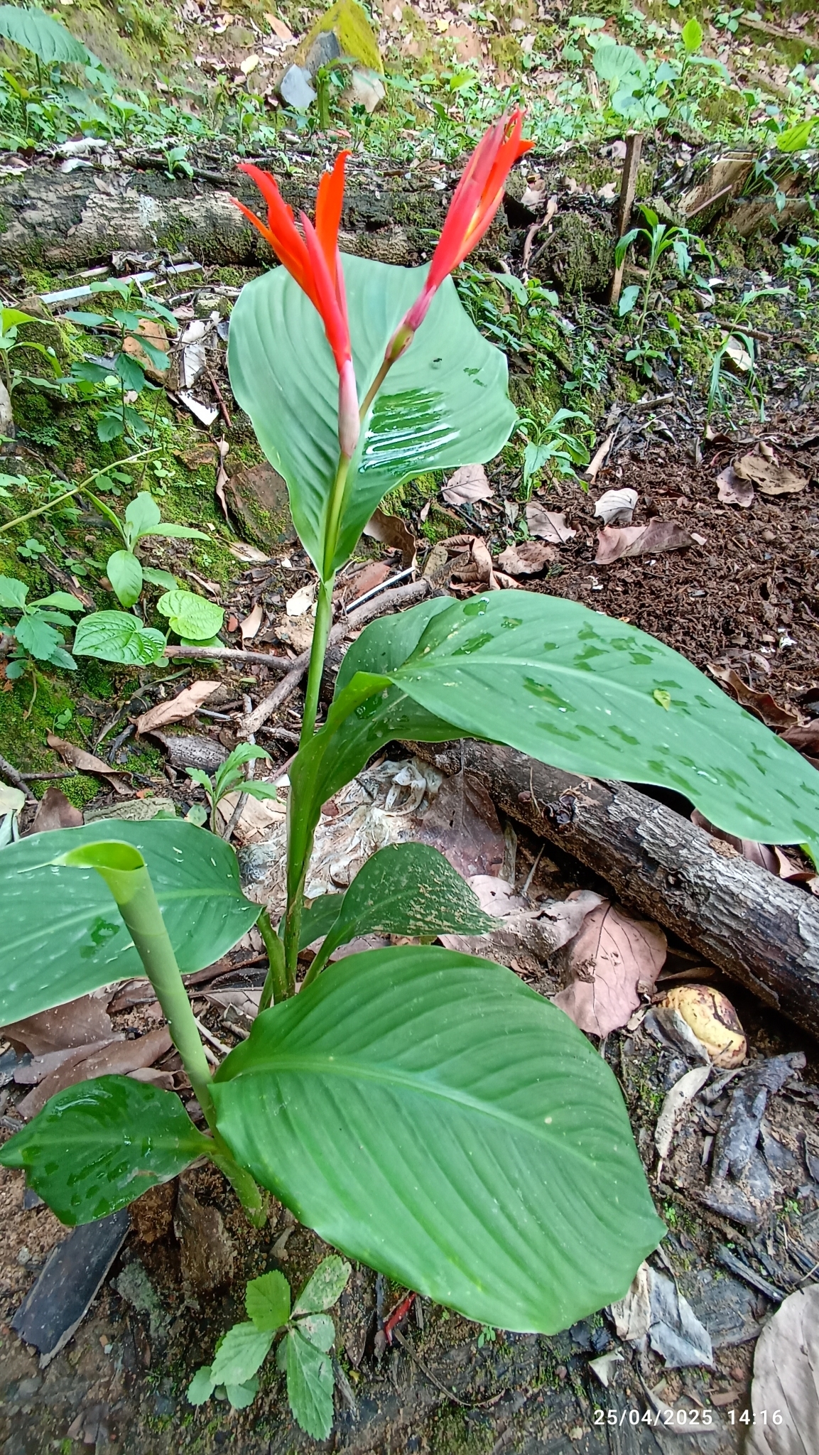 Photo of Indian shot (3/7)