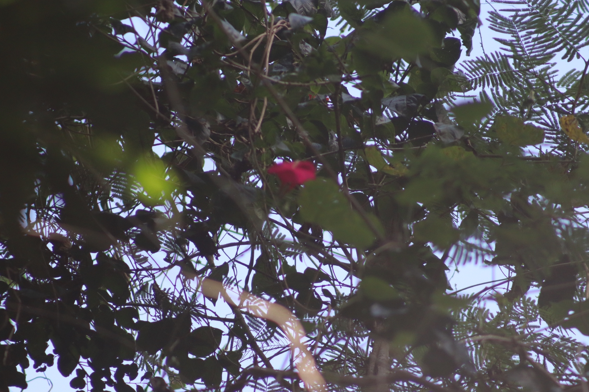 Photo of Cardinal creeper (2/12)