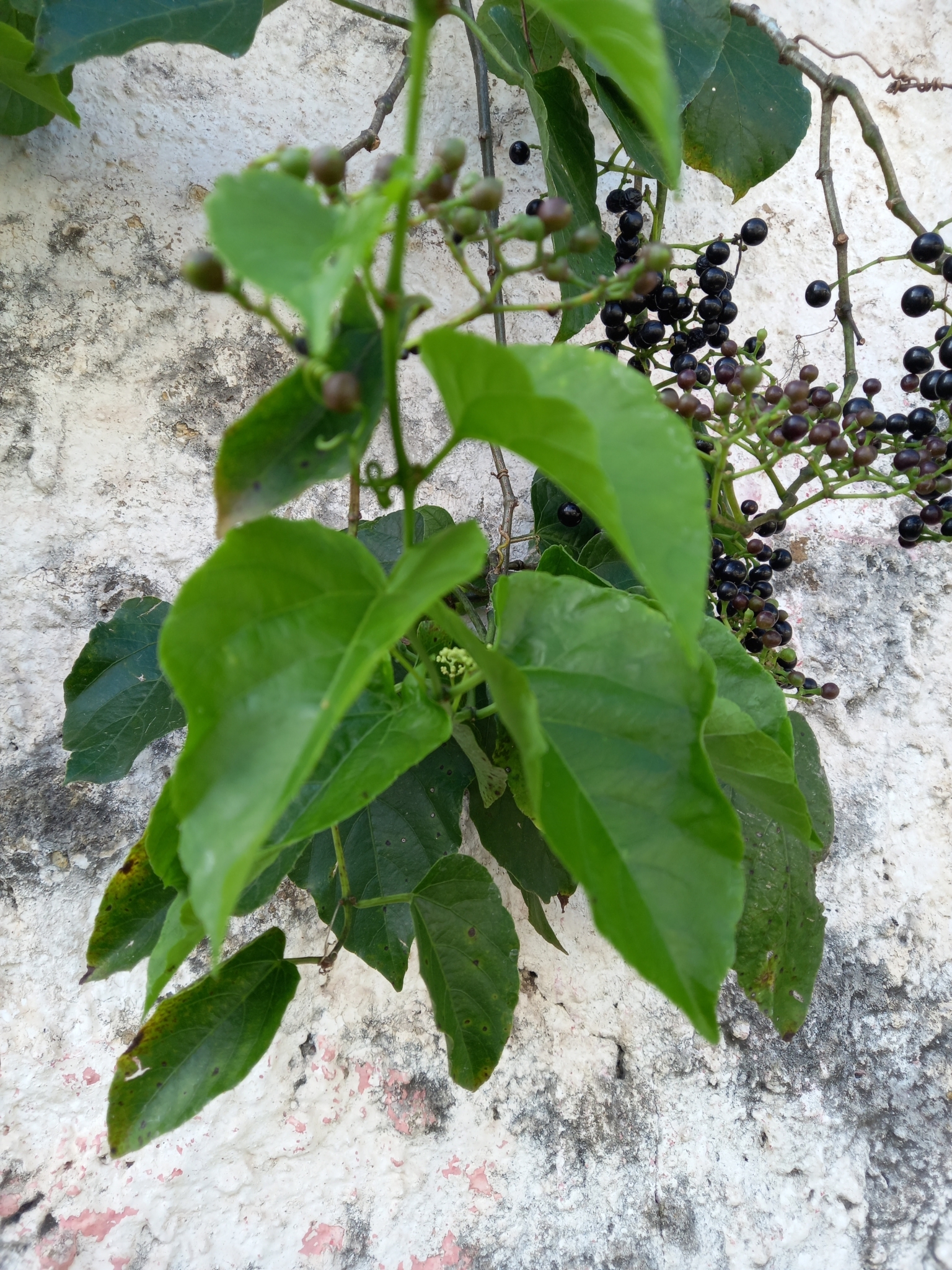 Photo of Possum grape (12/12)