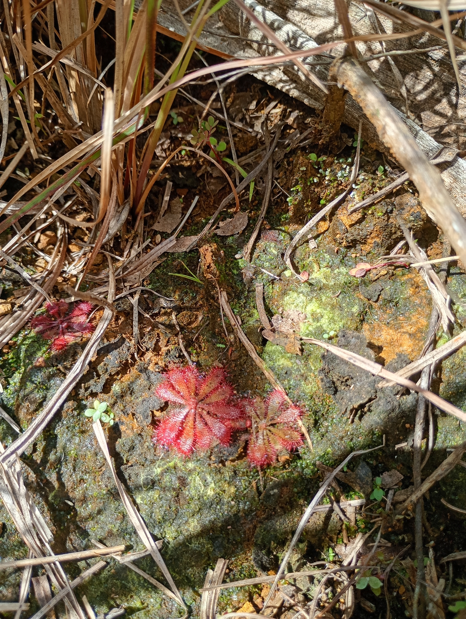 Photo of Drosera montana (3/6)