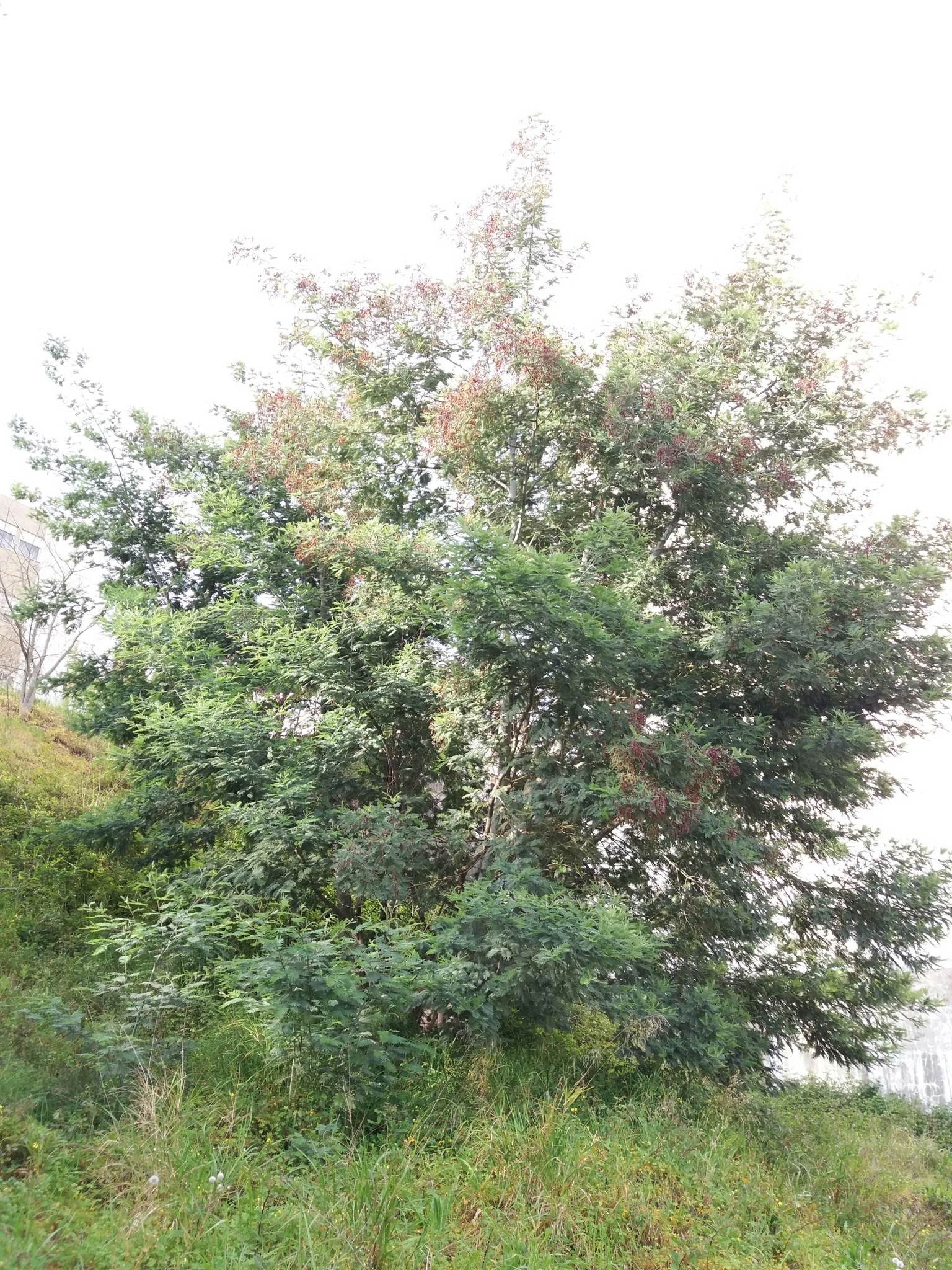 Photo of Silver wattle (2/12)