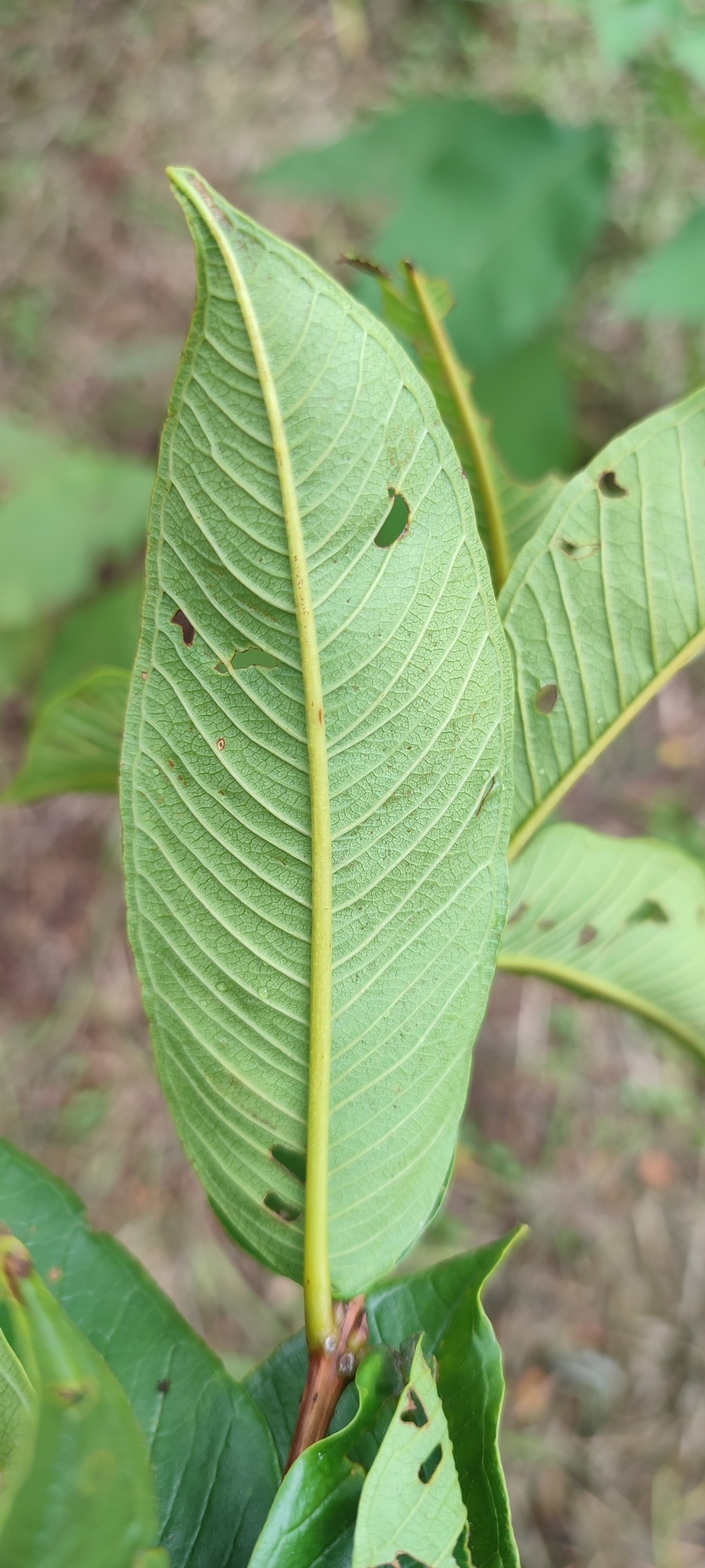 Photo of Qualea multiflora (5/12)