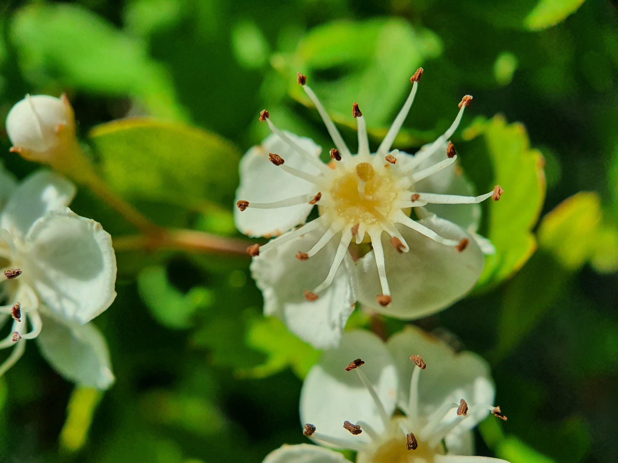 Photo of common hawthorn (10/12)