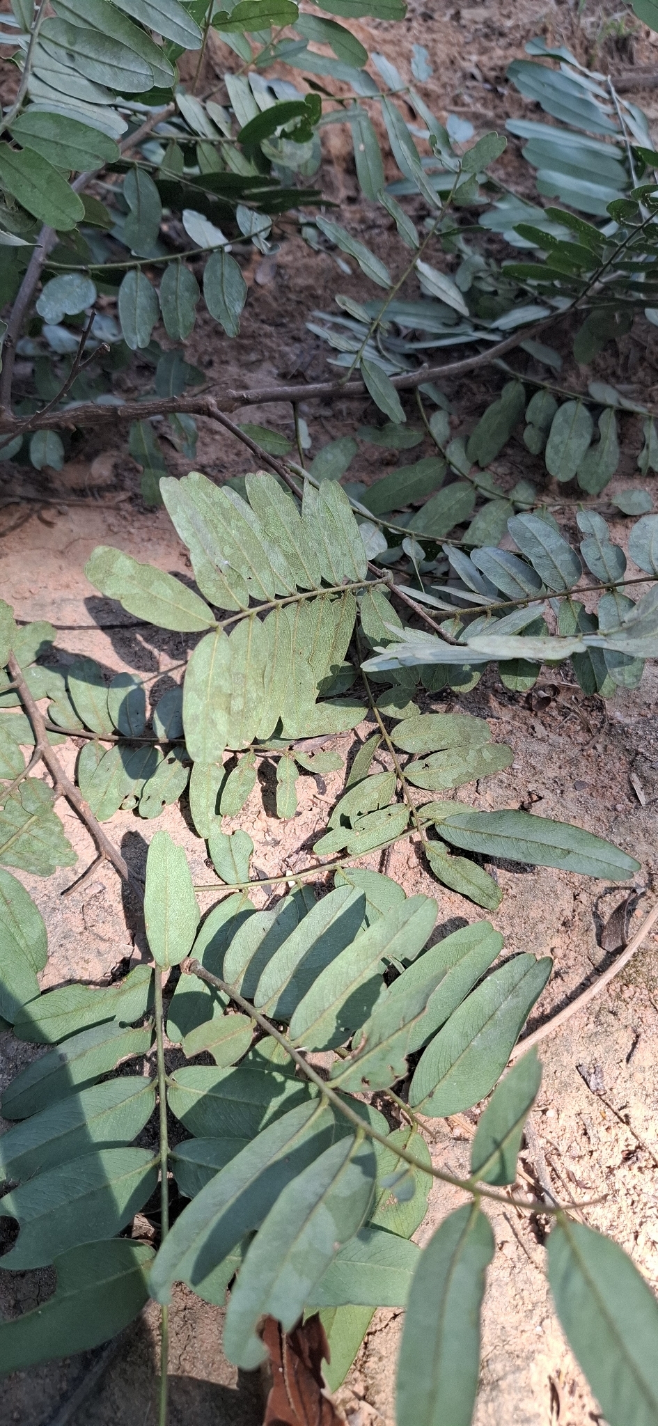 Photo of Platypodium elegans (12/12)