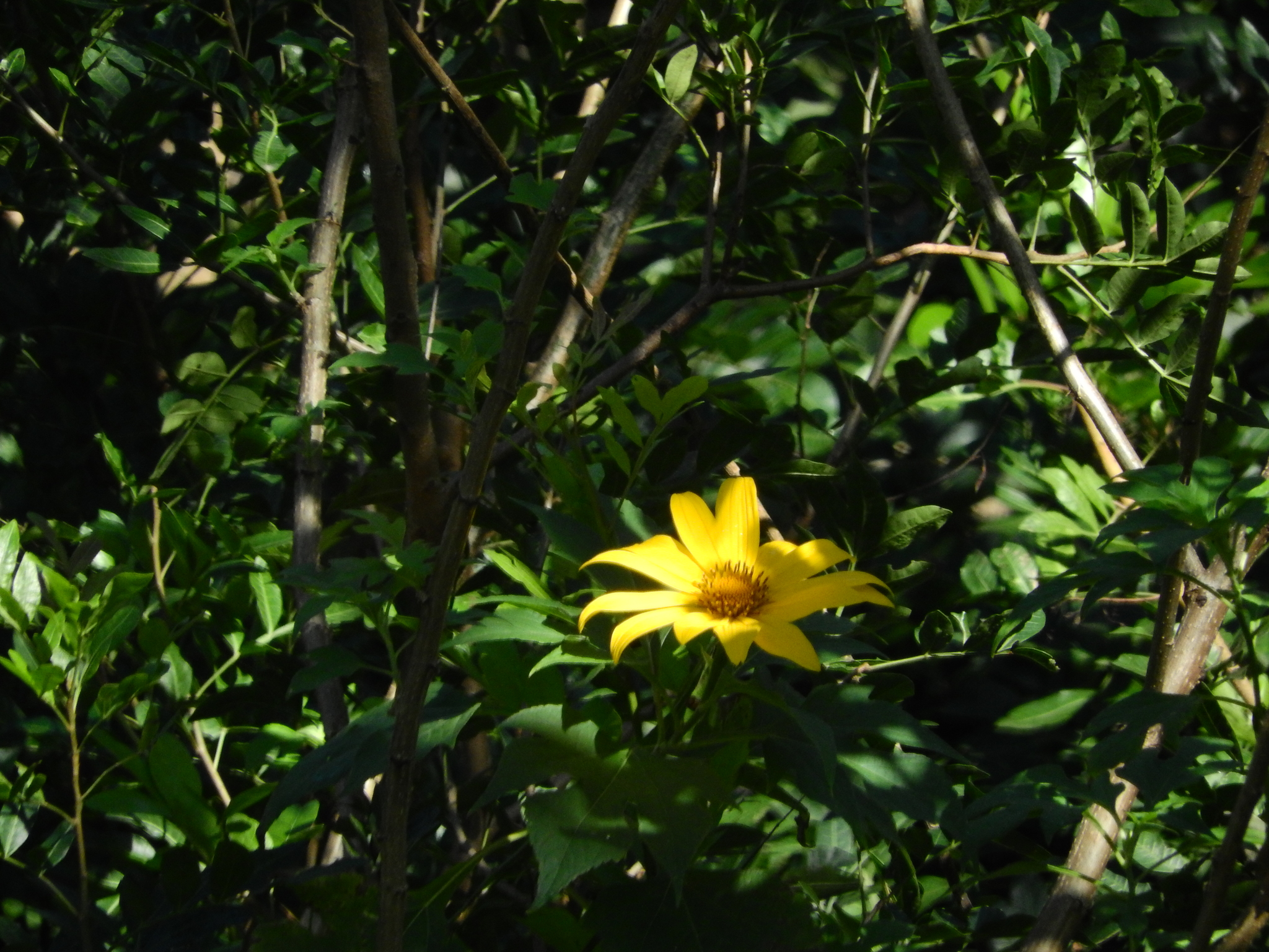 Photo of Mexican sunflower (8/9)