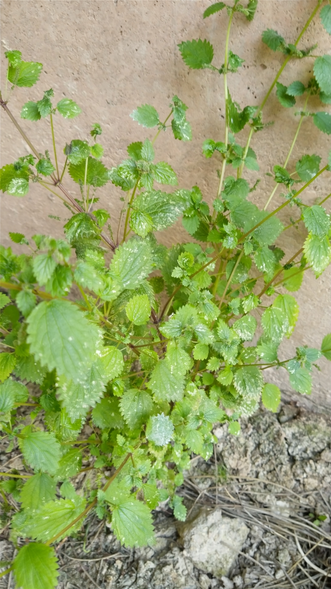 Photo of Mediterranean Nettle (2/8)