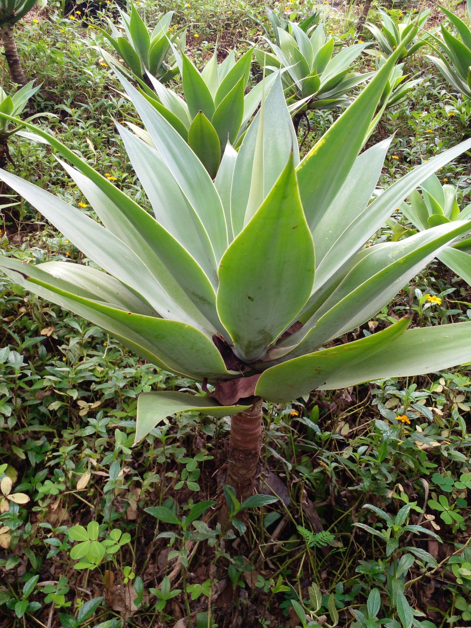 Photo of Swan-neck Agave (9/12)