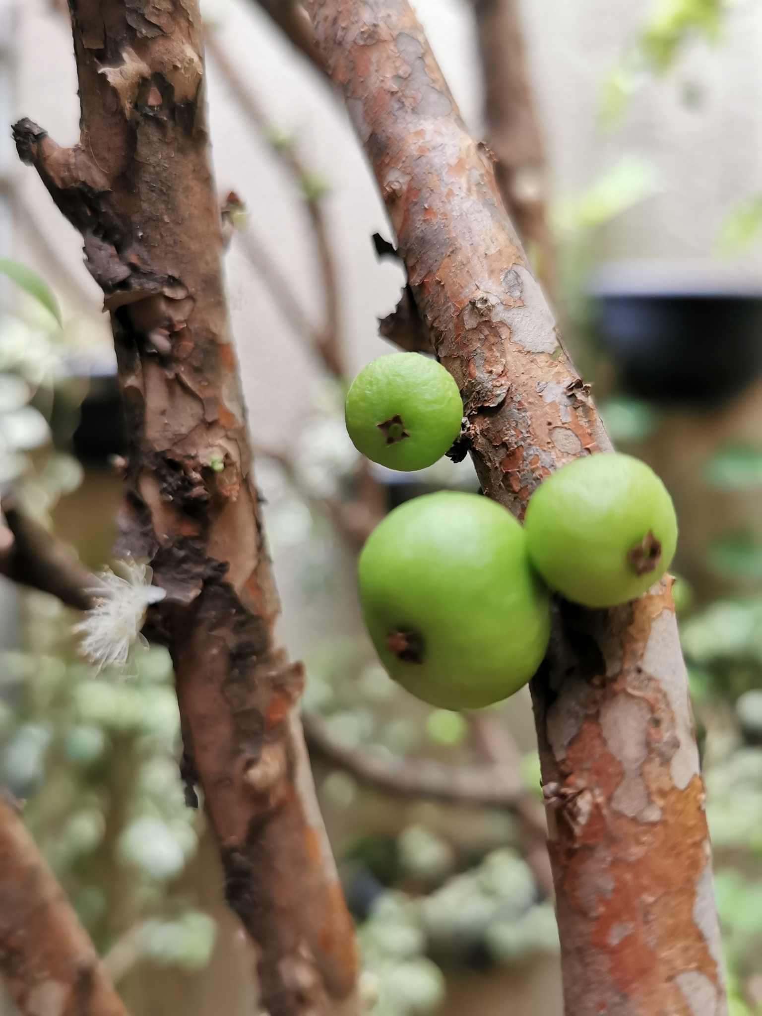 Photo of Jaboticaba (7/10)