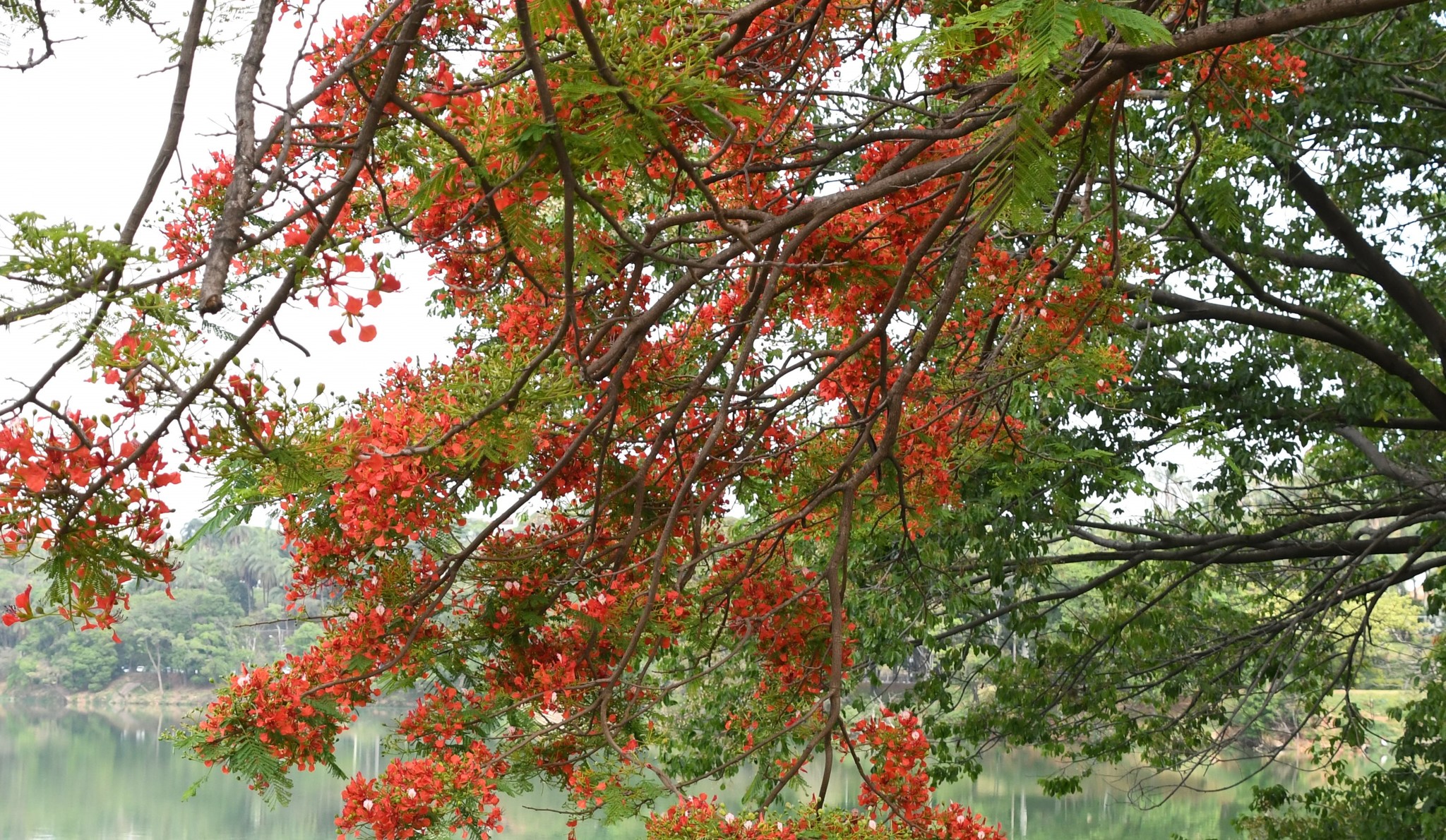 Photo of Flamboyant (10/12)