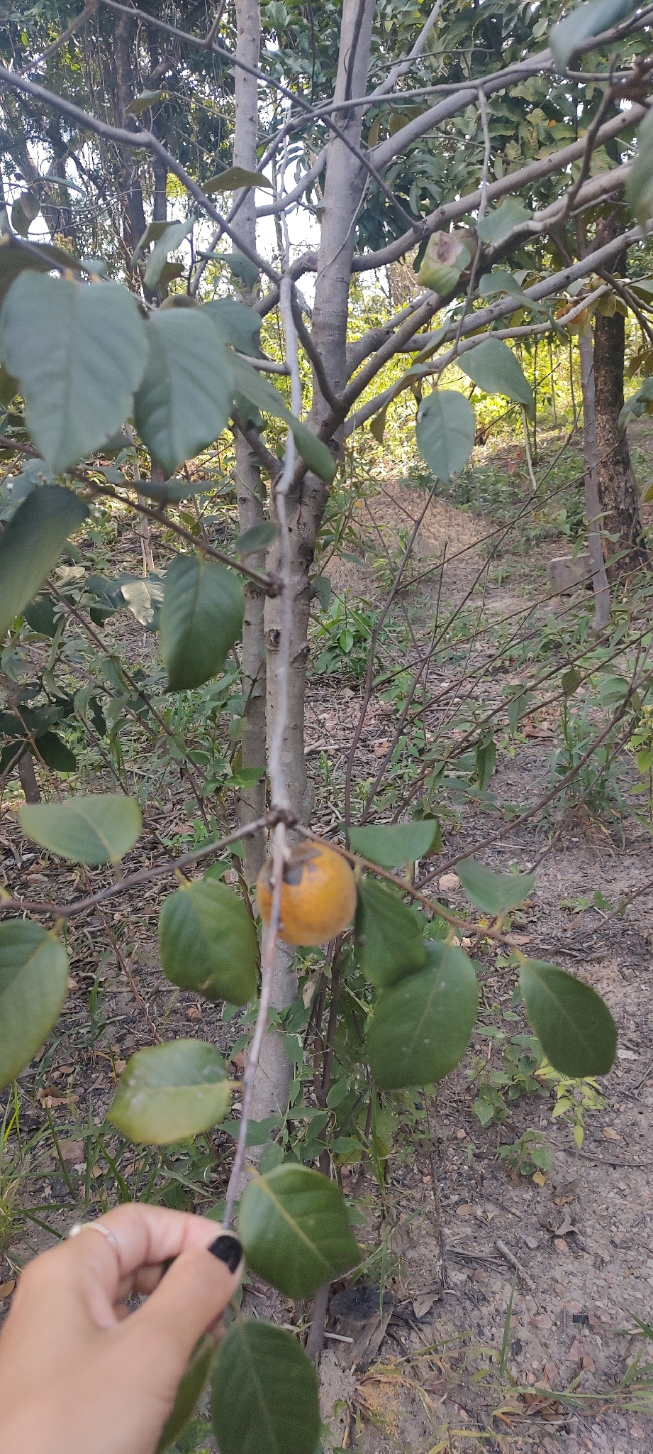 Photo of Diospyros lasiocalyx (3/12)