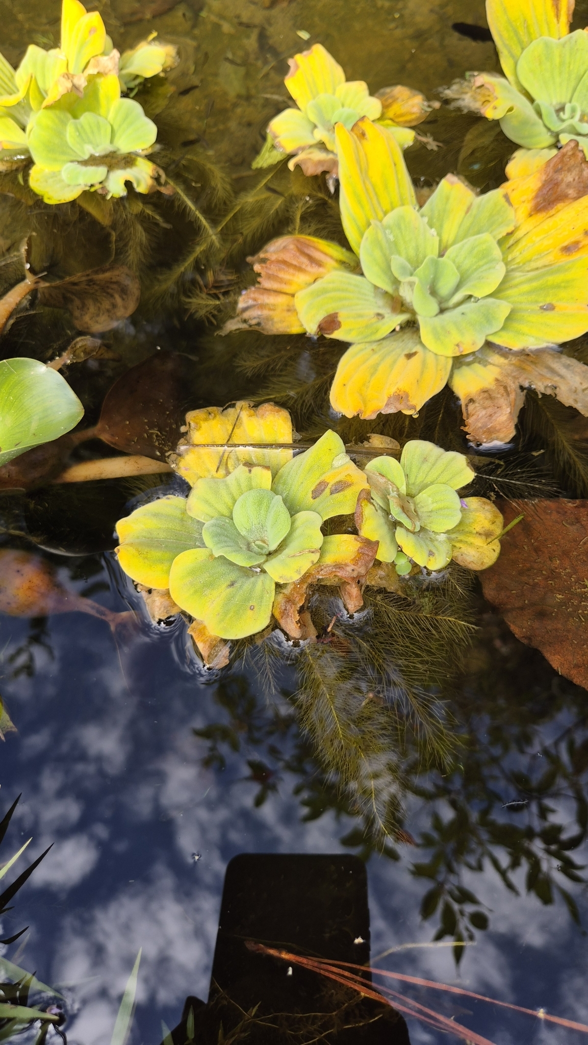 Photo of Water Lettuce (1/7)