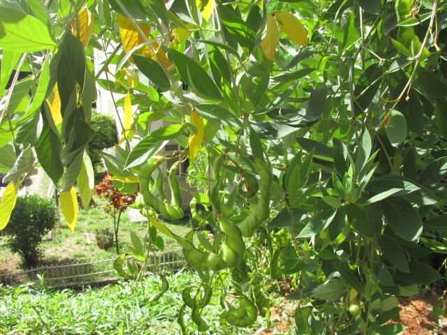 Photo of Fabaceae (5/6)