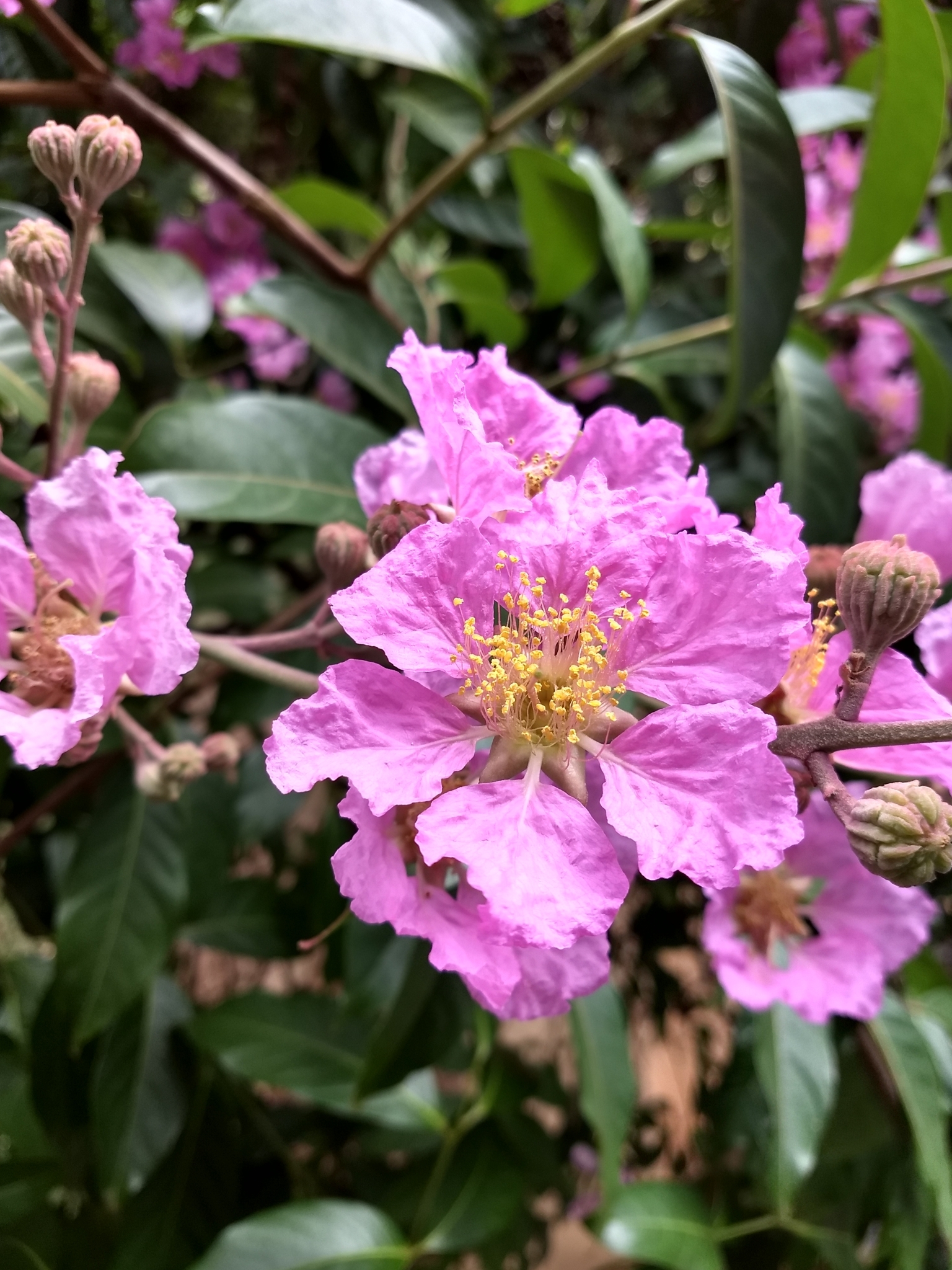 Photo of Giant Crepe-myrtle (7/7)