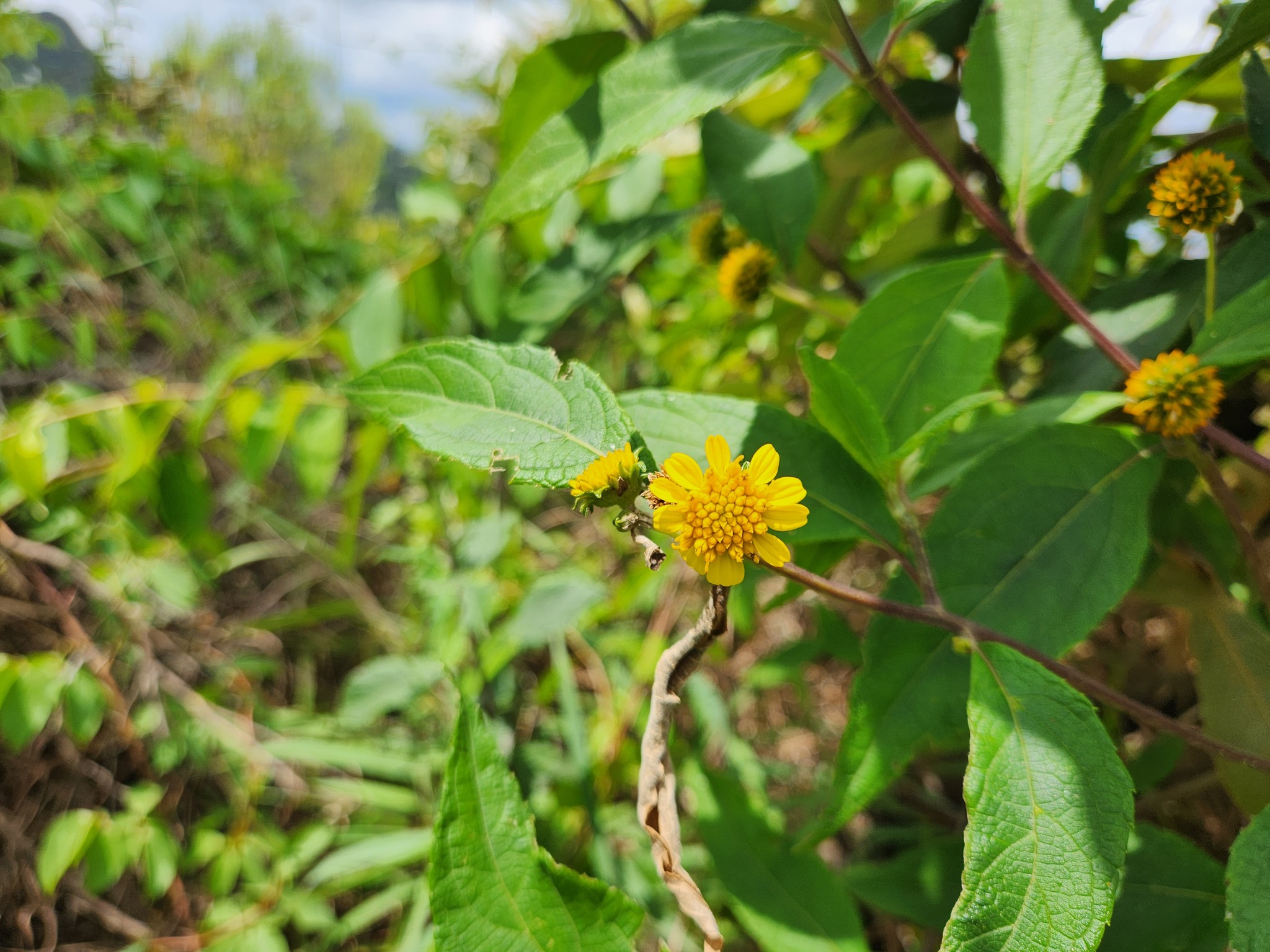 Photo of Tilesia baccata (7/12)