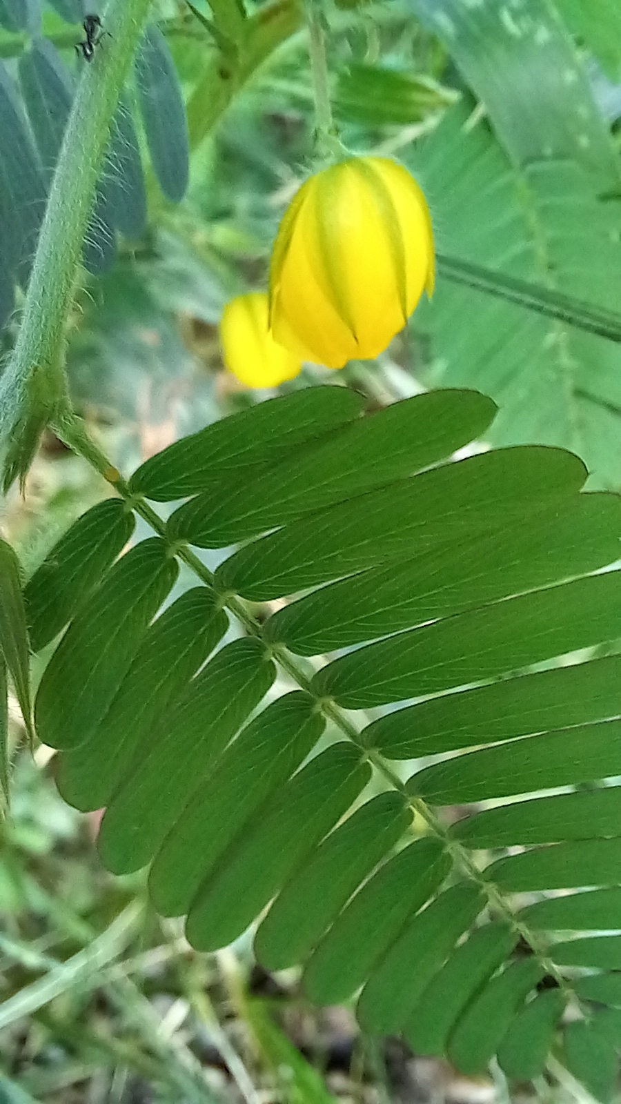Photo of Magnoliopsida (1/6)