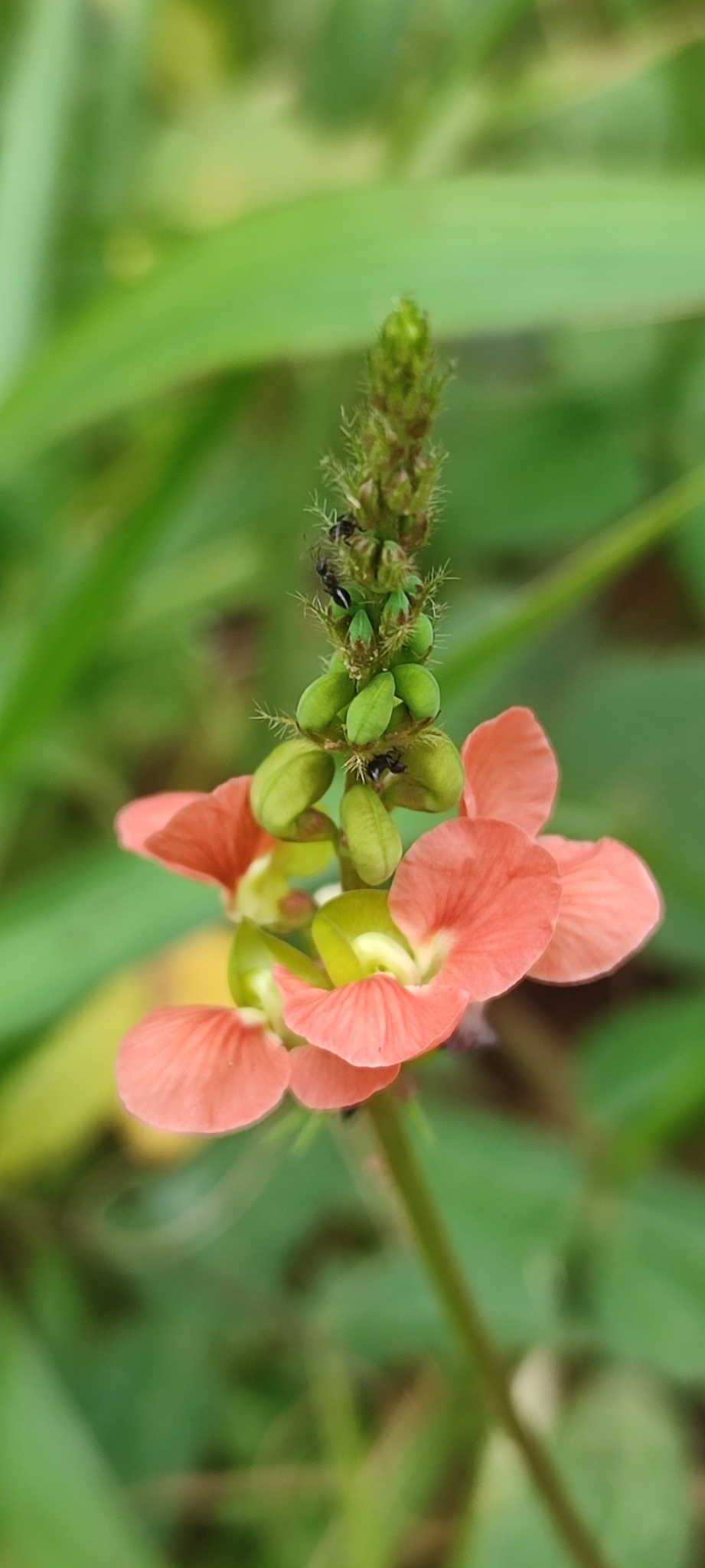 Photo of Macroptilium erythroloma (2/12)